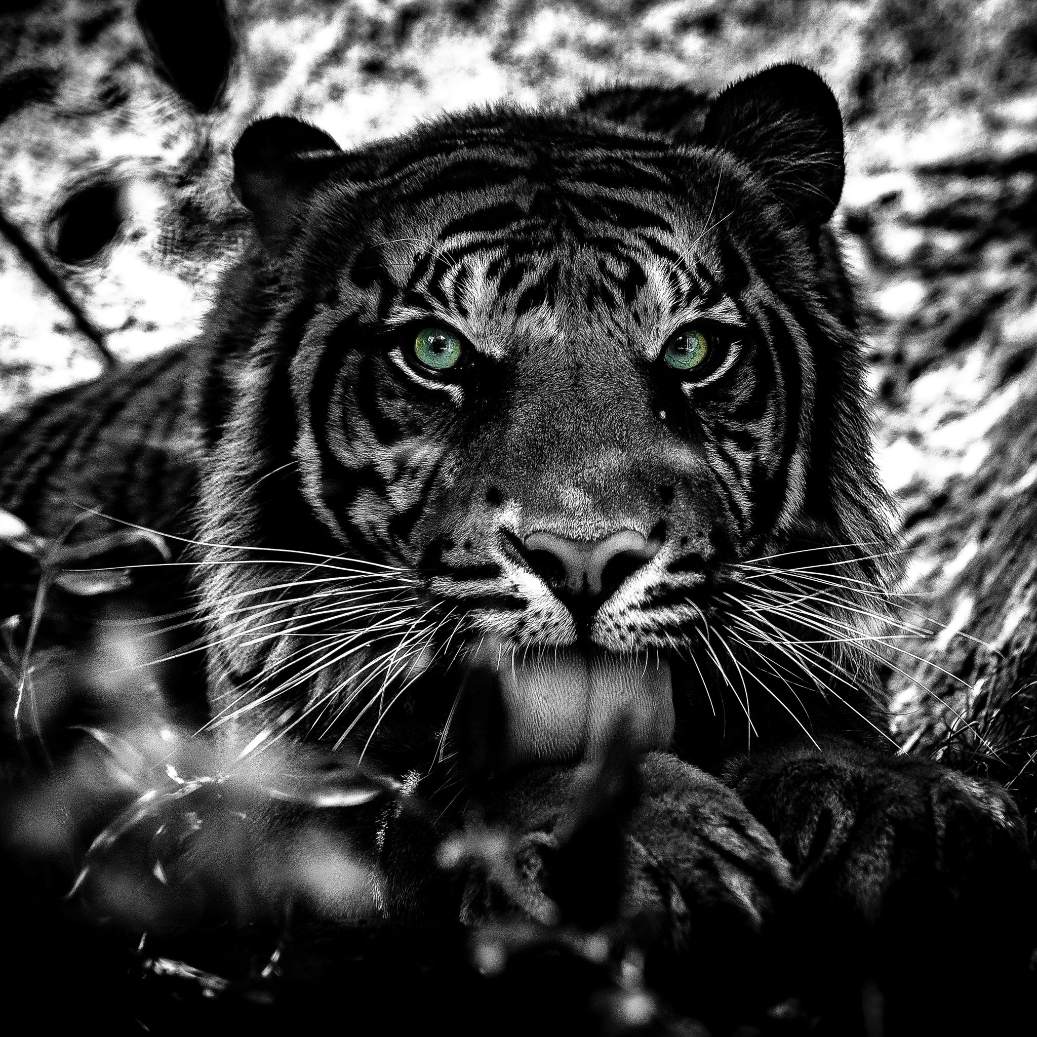 Nikon D600 + Tamron SP 70-300mm F4-5.6 Di VC USD sample photo. The eye of the tiger photography