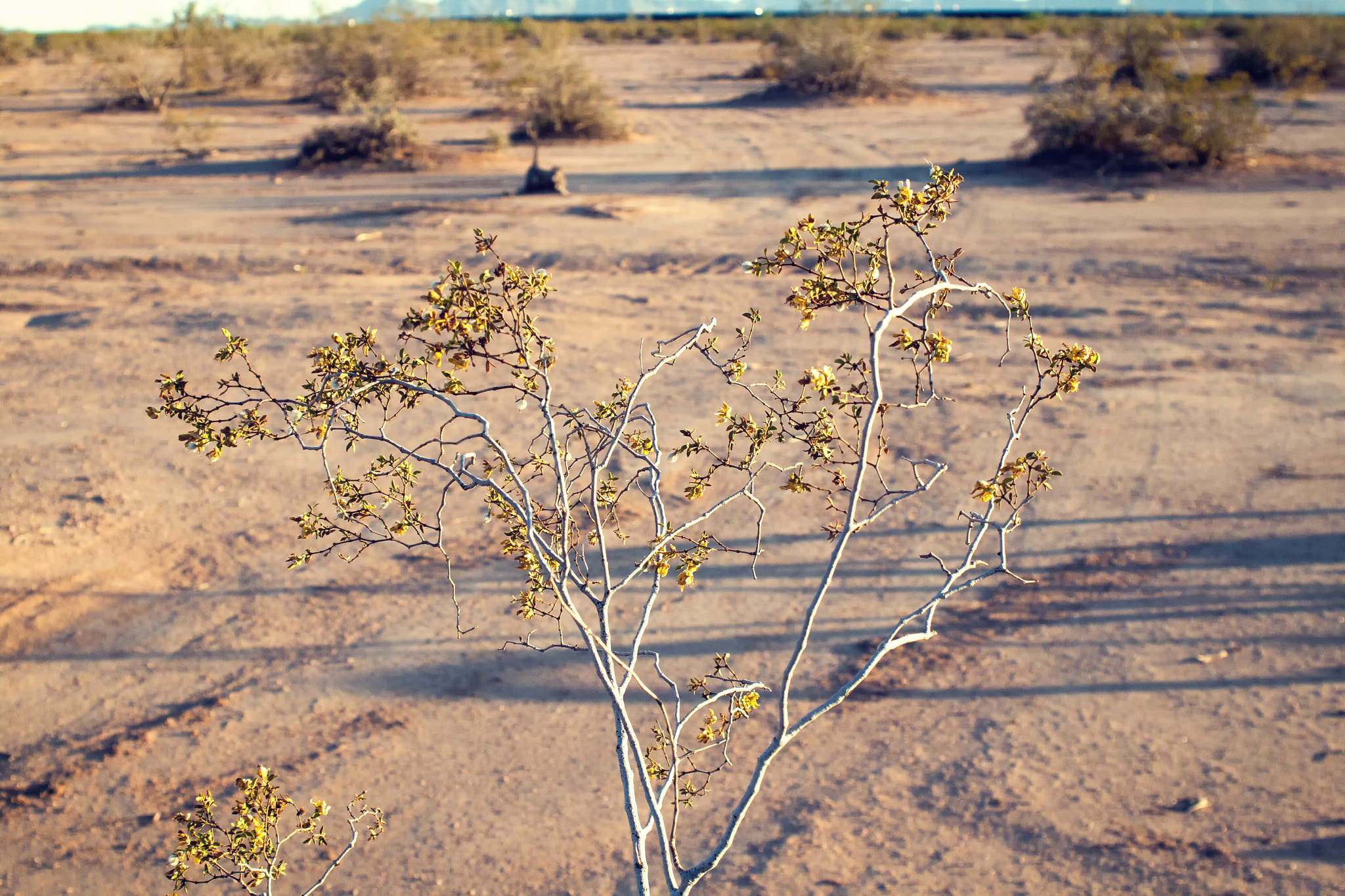 Canon EF 28-80mm f/2.8-4L sample photo. Desert bush photography