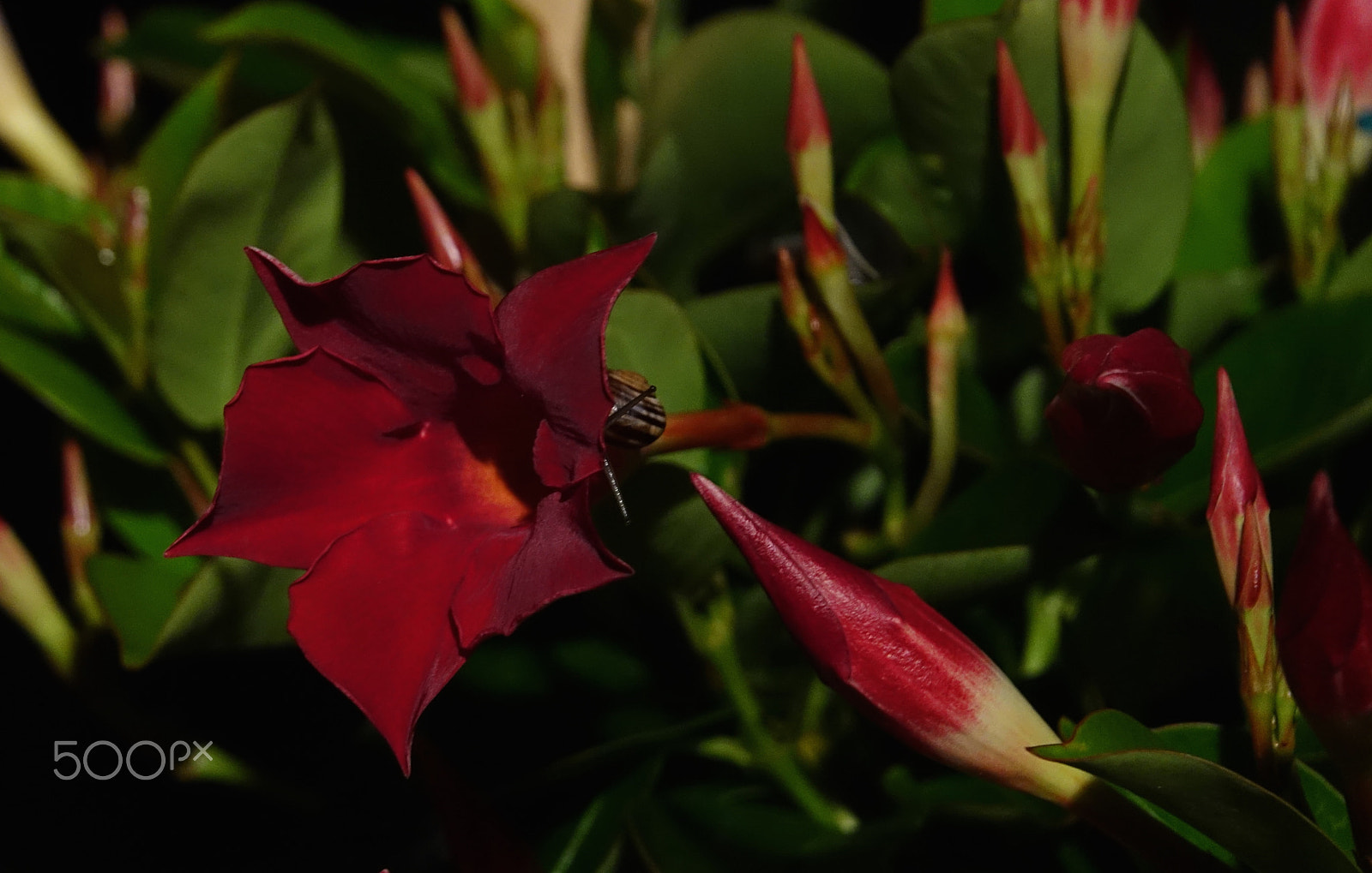 Sony 24-600mm F2.4-4.0 sample photo. The uninvited guest..... photography