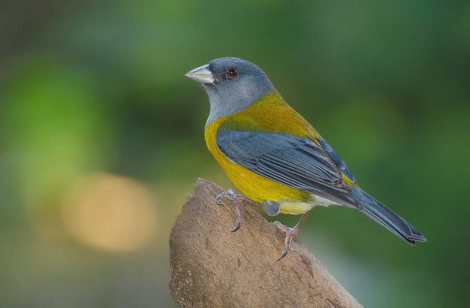 Sigma 50-500mm F4.5-6.3 DG OS HSM sample photo. Patagonian sierra finch photography
