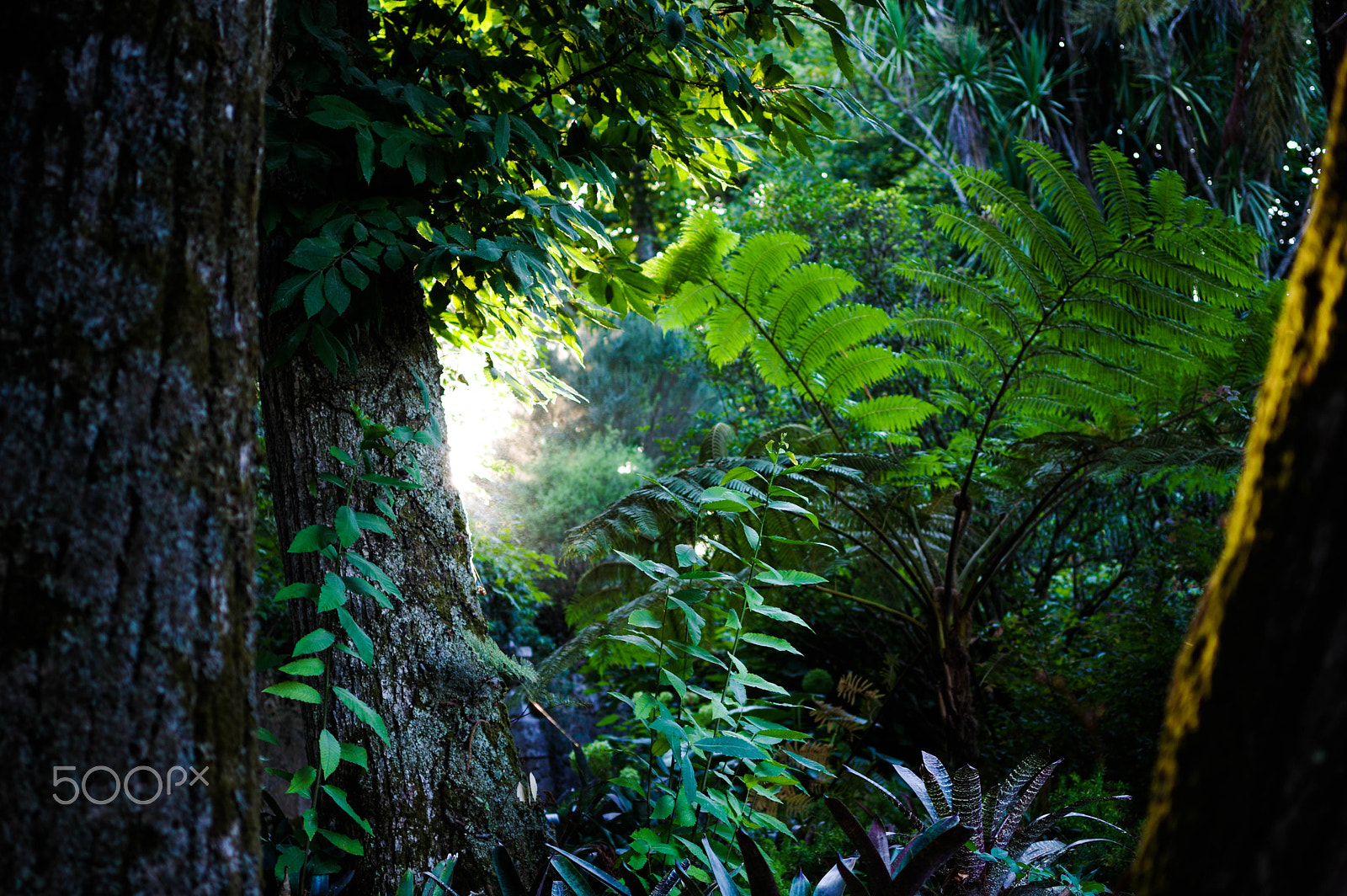 Pentax K-3 + Pentax smc DA 35mm F2.4 AL sample photo. Green heaven photography