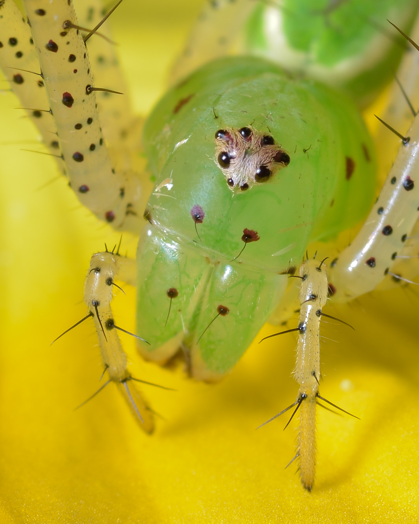 Nikon D7200 + Tokina AT-X Pro 100mm F2.8 Macro sample photo. Green lynx spider photography