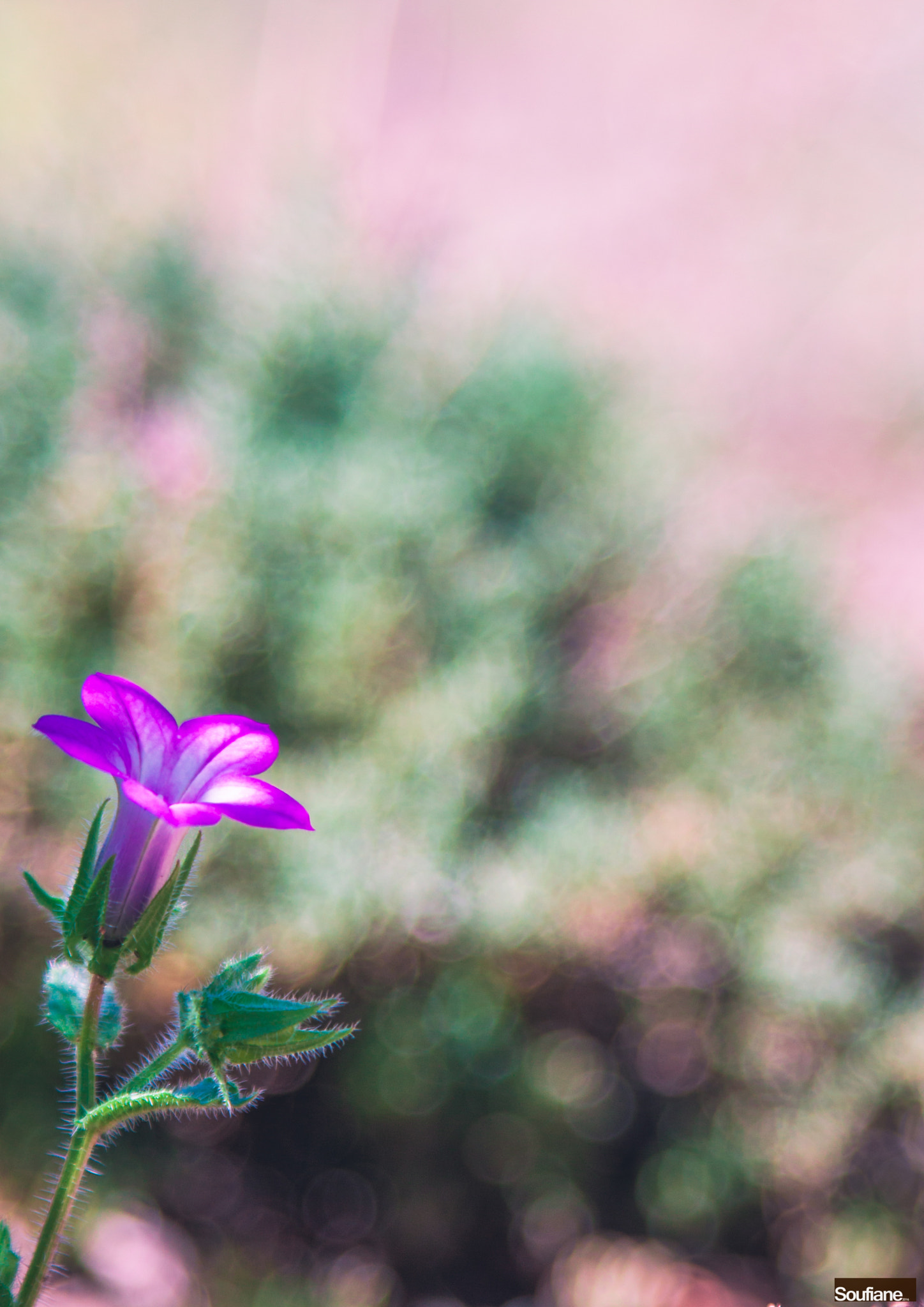 Canon EF 28-105mm f/3.5-4.5 USM sample photo. Once upon a time, a purple flower. photography