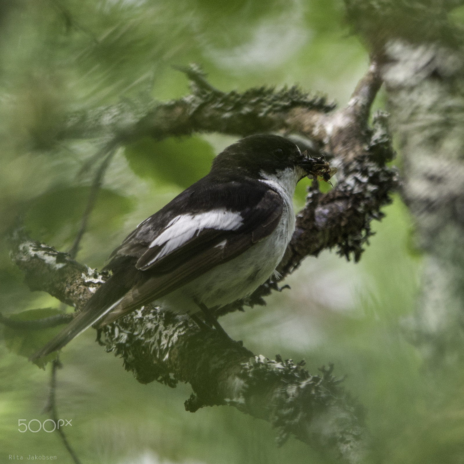 Sigma 150-500mm F5-6.3 DG OS HSM sample photo. Fluesnapper photography