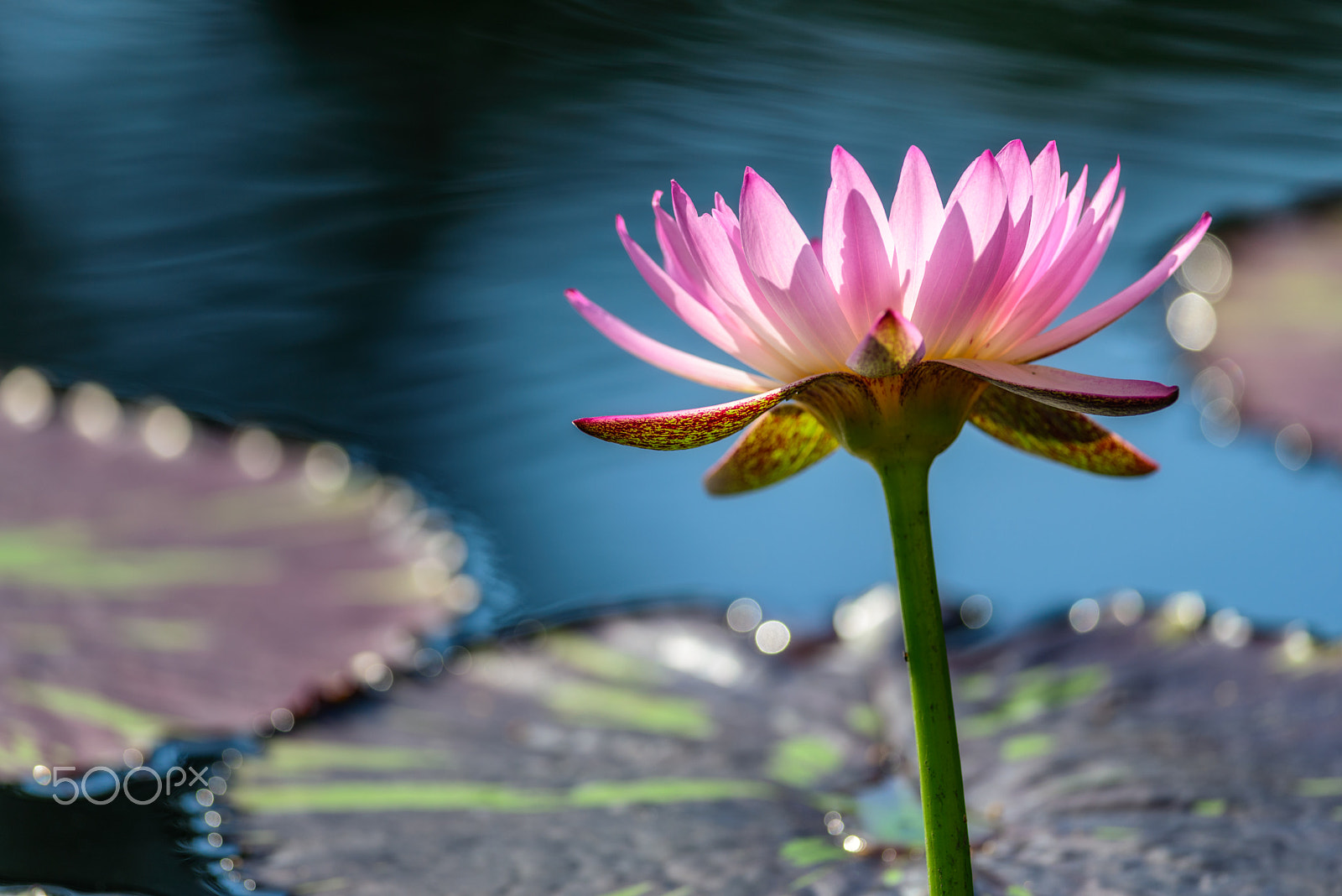 Nikon D800E + Nikon AF-S Nikkor 300mm F4D ED-IF sample photo. Water lily delight photography