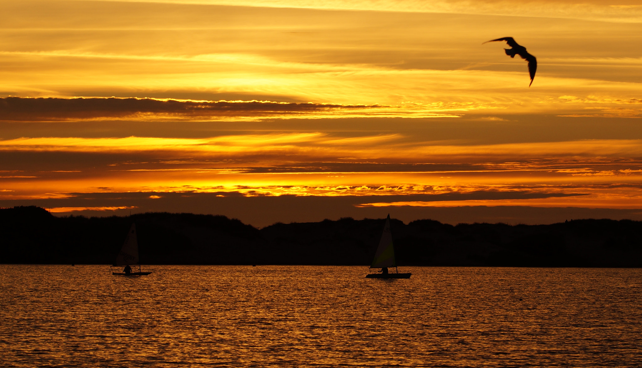 Sony SLT-A58 + 90mm F2.8 Macro SSM sample photo. Sails sunset and a seagull photography