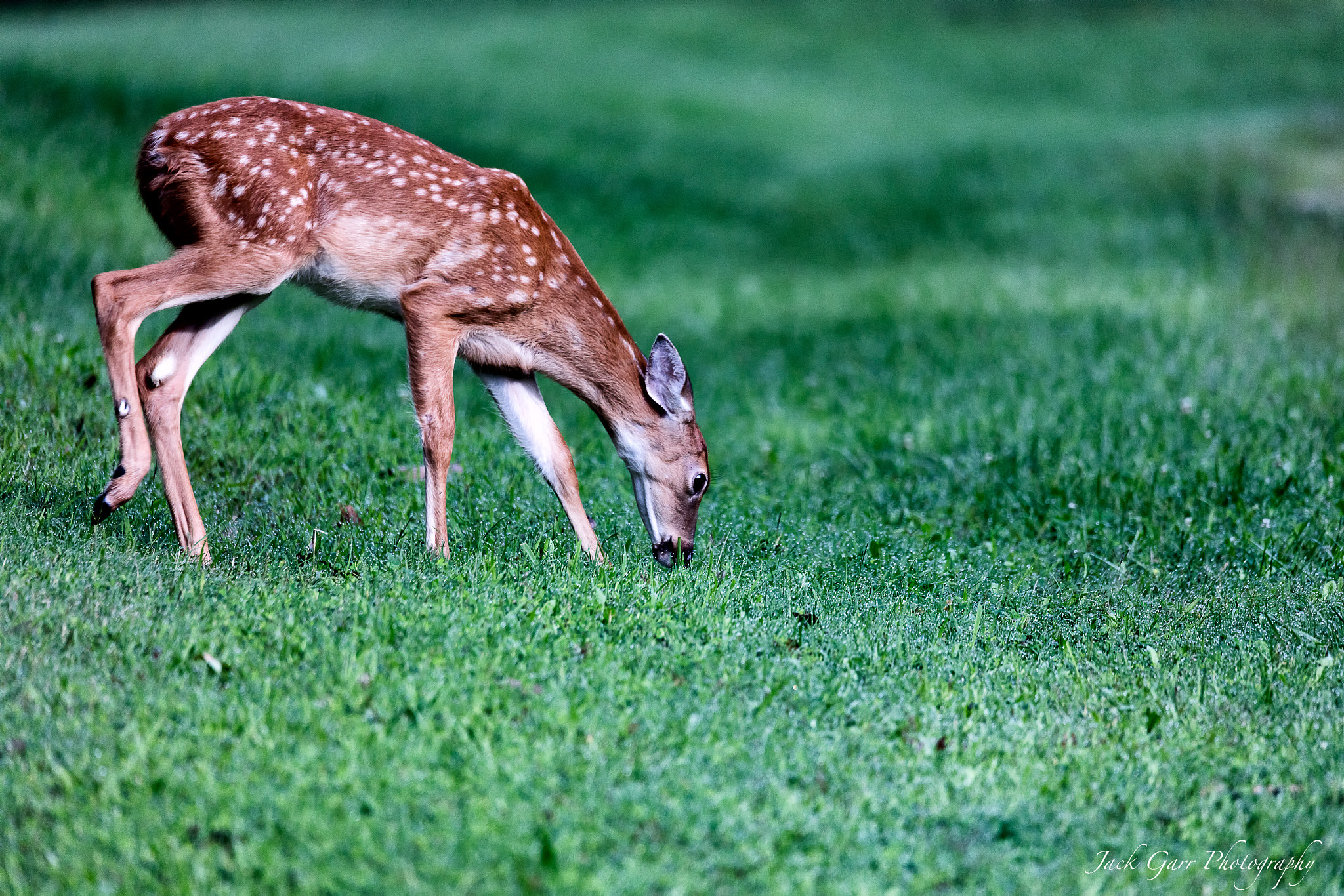 Canon EOS 5DS + 150-600mm F5-6.3 DG OS HSM | Sports 014 sample photo. Deer fawn feeding mammoth cave national park photography