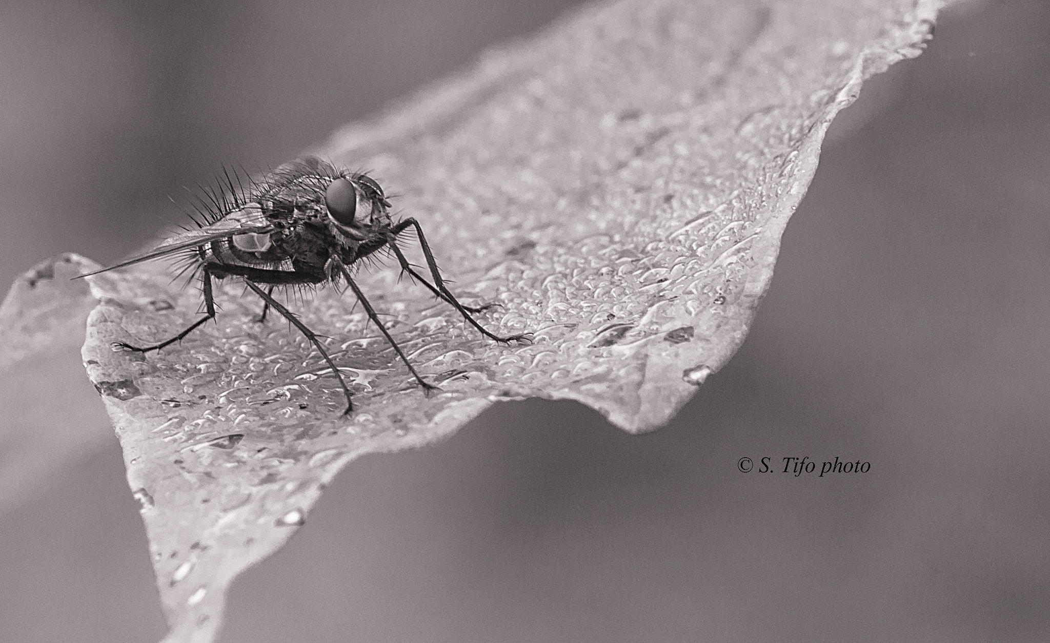 Sigma 105mm F2.8 EX DG OS HSM sample photo. Fly on the leave ... b/w ... photography