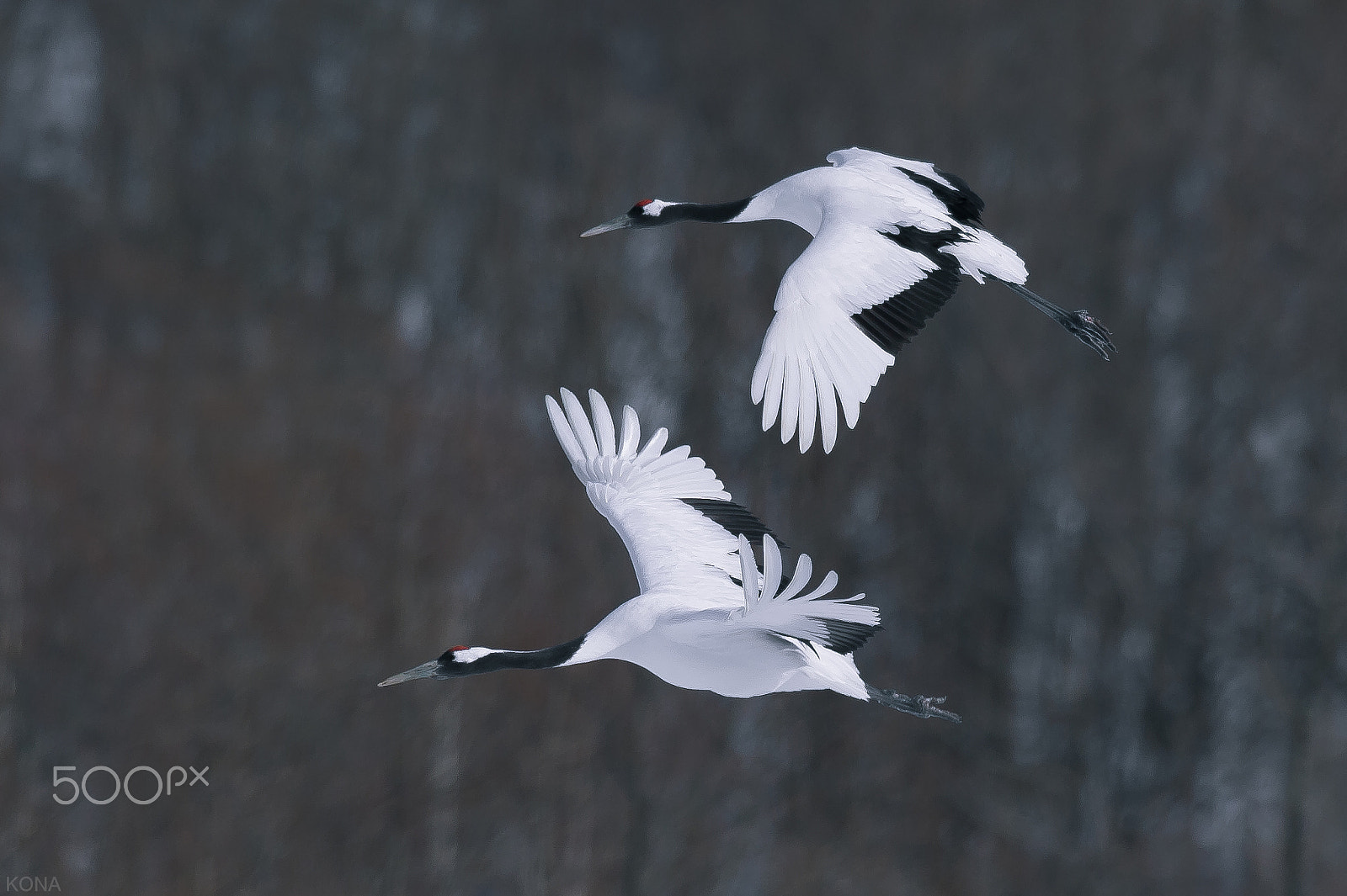 Nikon AF-S Nikkor 400mm F2.8G ED VR II sample photo. Tantyou photography