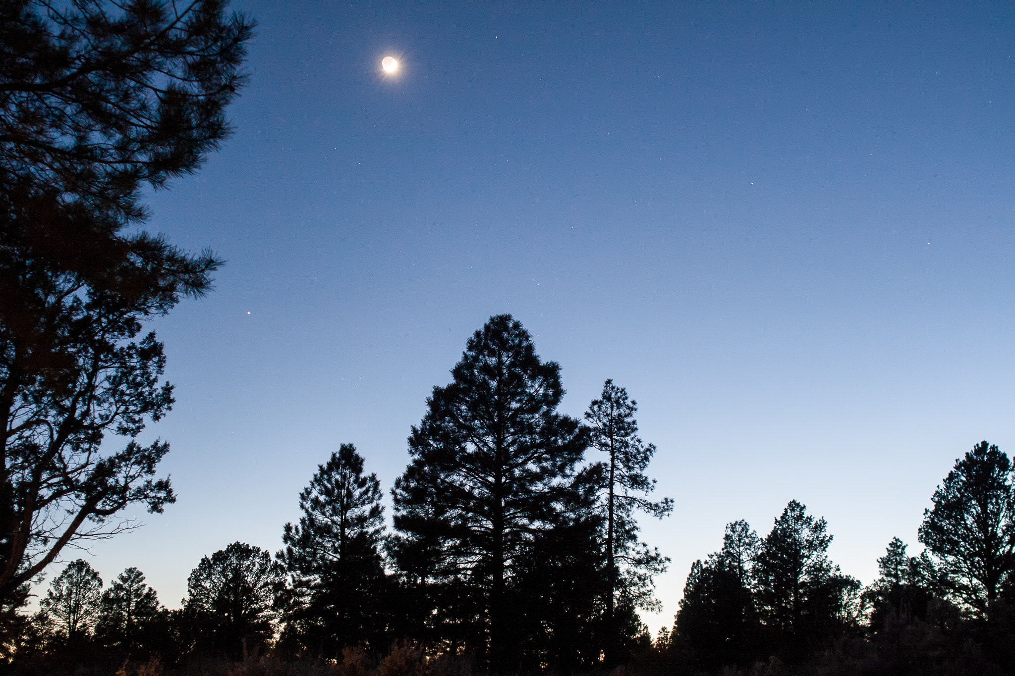 Canon EF 28-80mm f/2.8-4L sample photo. Pine silhouette at sunset photography