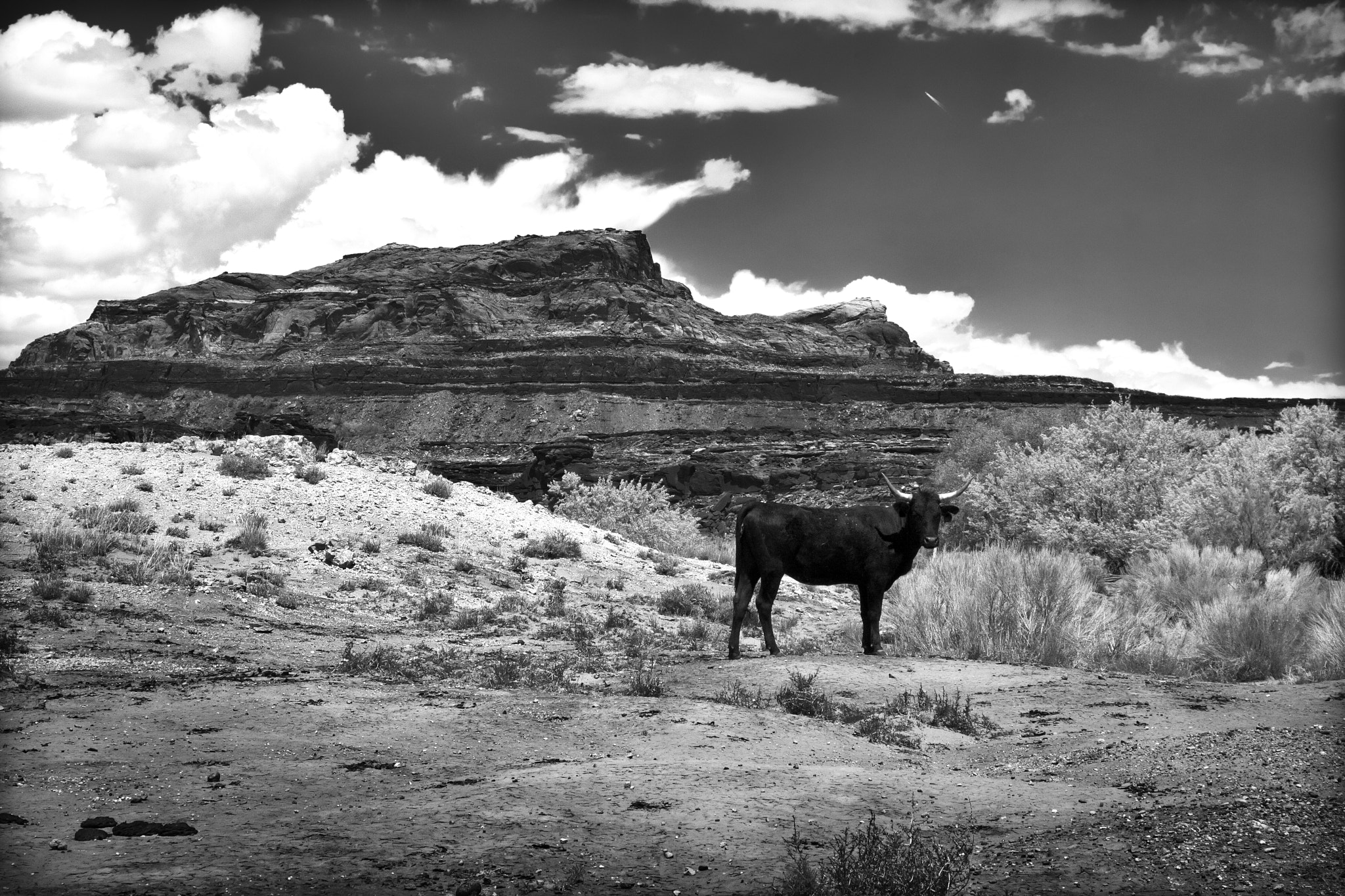 Canon EOS 400D (EOS Digital Rebel XTi / EOS Kiss Digital X) + Canon EF 28-80mm f/2.8-4L sample photo. Desert cow photography