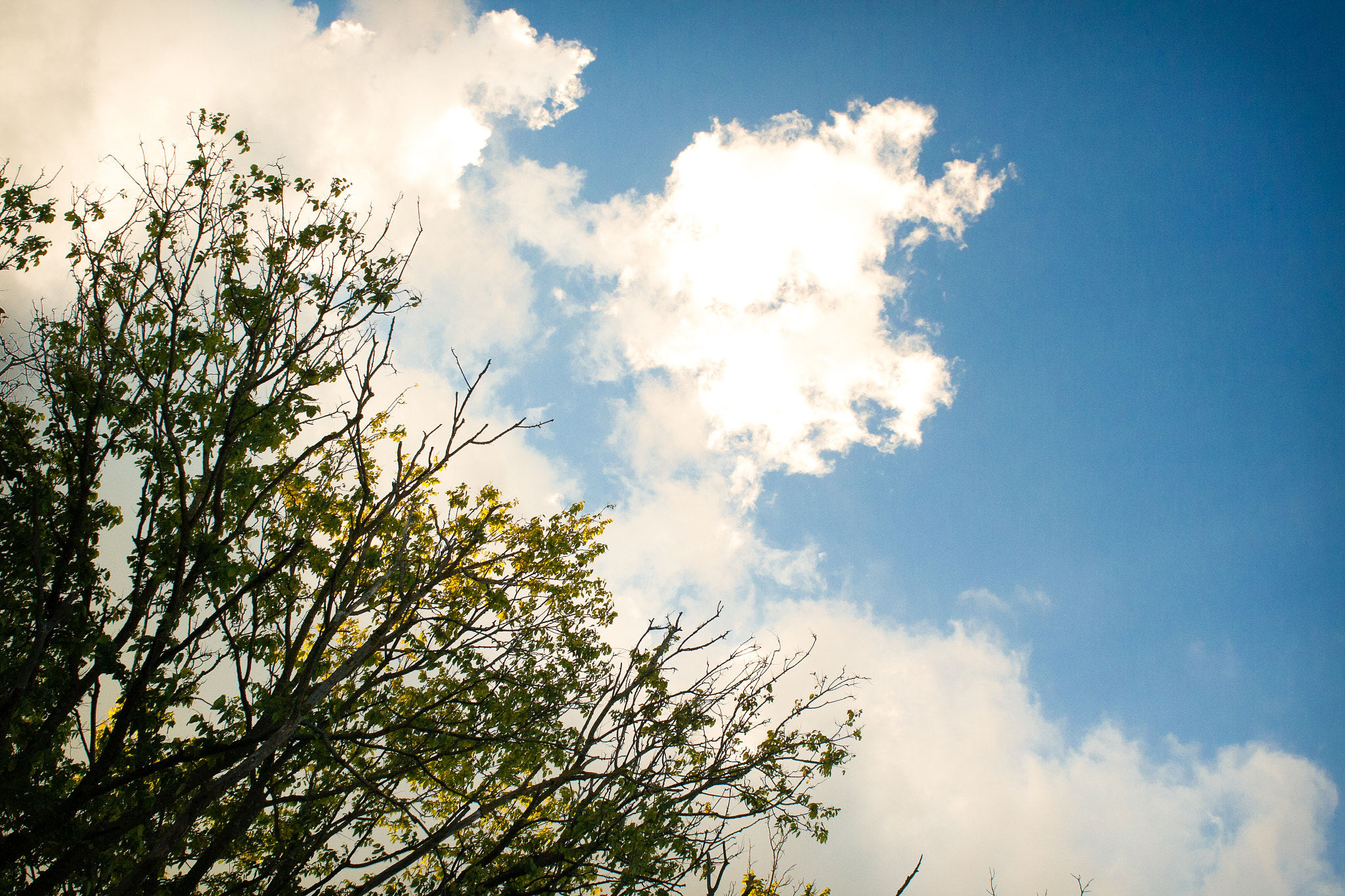 Canon EF 28-80mm f/2.8-4L sample photo. Take a peek skyward photography