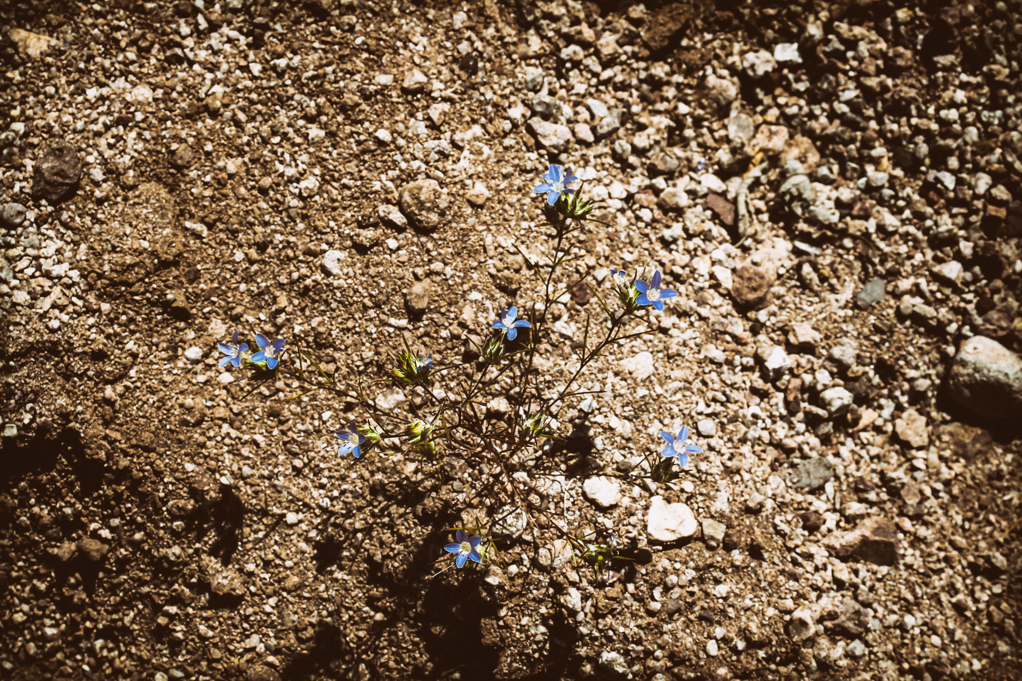 Canon EF 28-80mm f/2.8-4L sample photo. Tiny blue photography