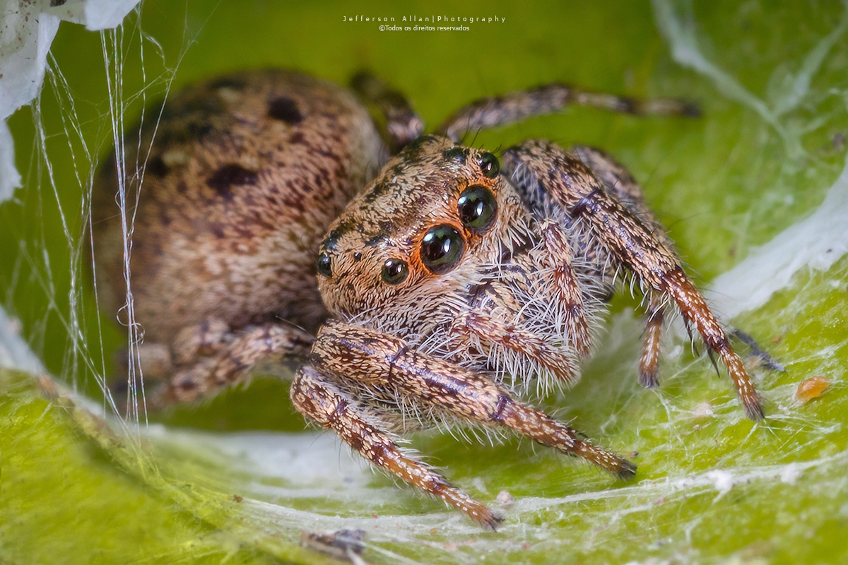 Canon MP-E 65mm F2.5 1-5x Macro Photo sample photo. Spider photography