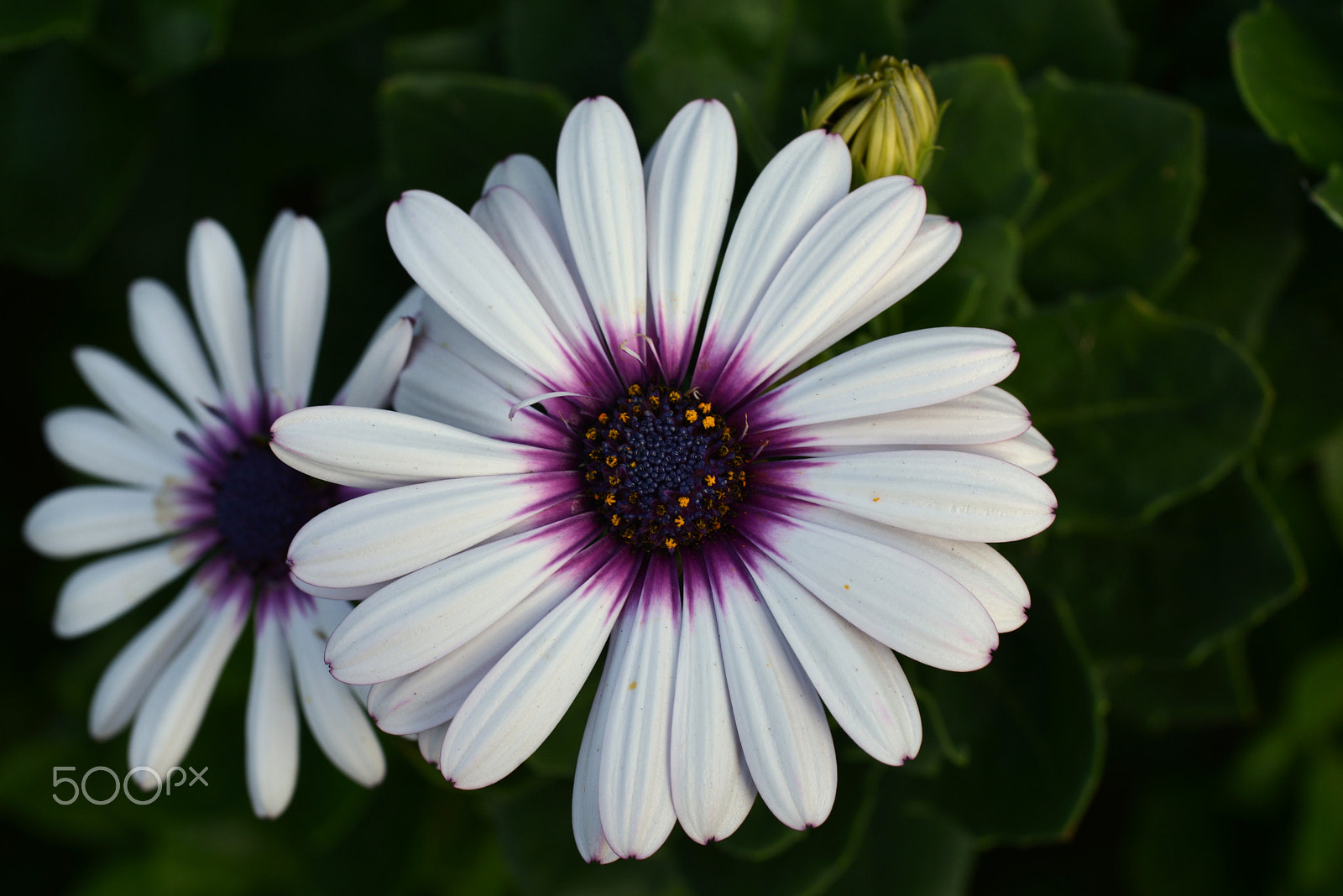 Nikon D600 sample photo. Decoration chrysanthemum photography