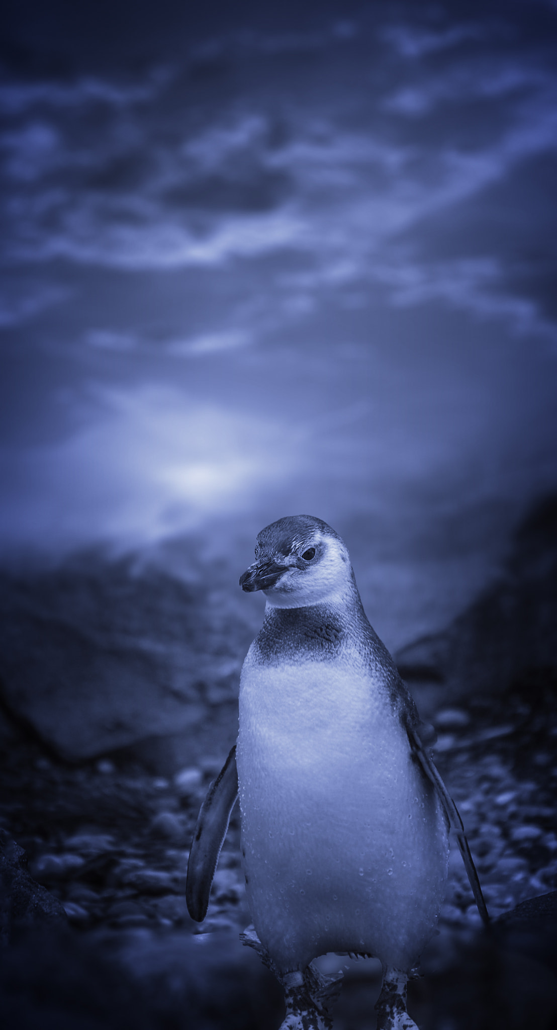 Nikon D50 sample photo. Penguin heaven photography