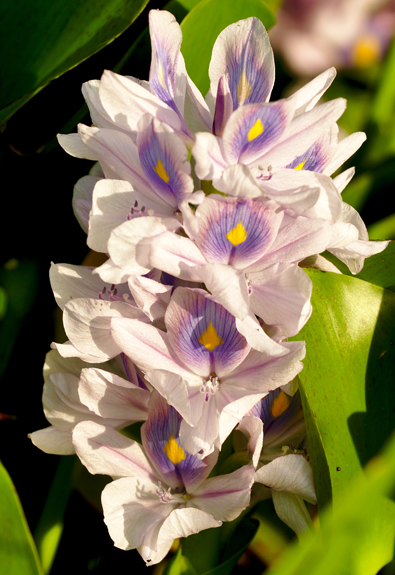 Manual Lens No CPU sample photo. Water hyacinth or eichhornia crassipes photography