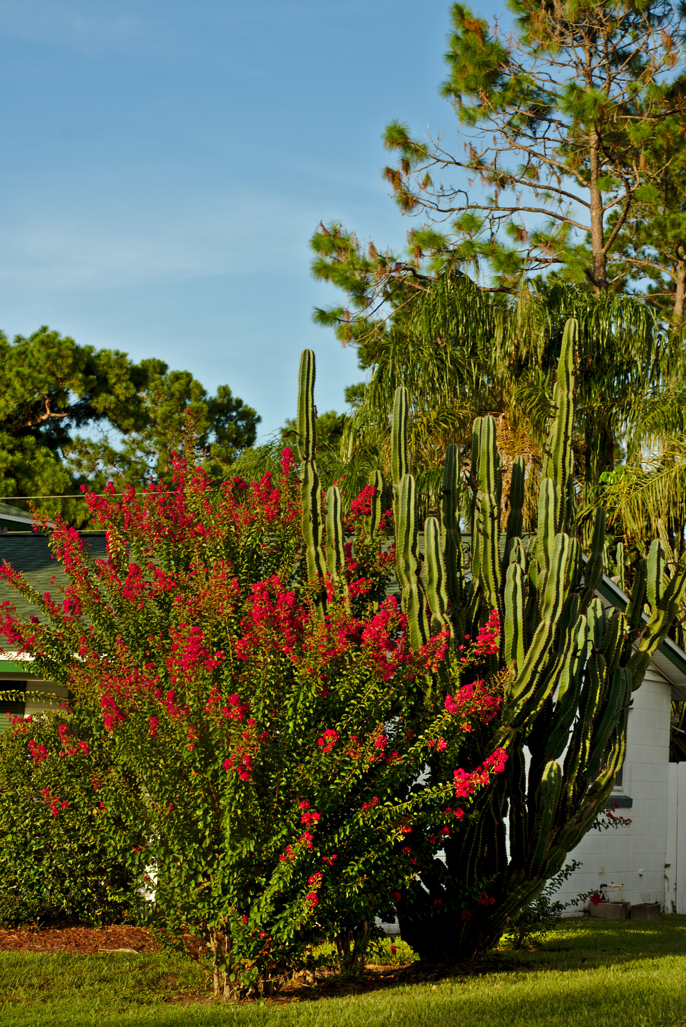 Manual Lens No CPU sample photo. Bougainvillea with cactus photography
