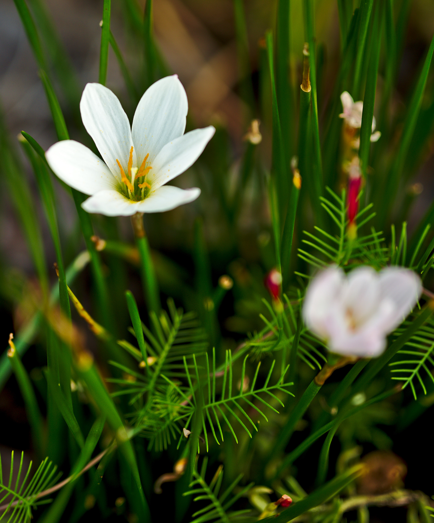 Manual Lens No CPU sample photo. Rain lily or zephyranthes photography