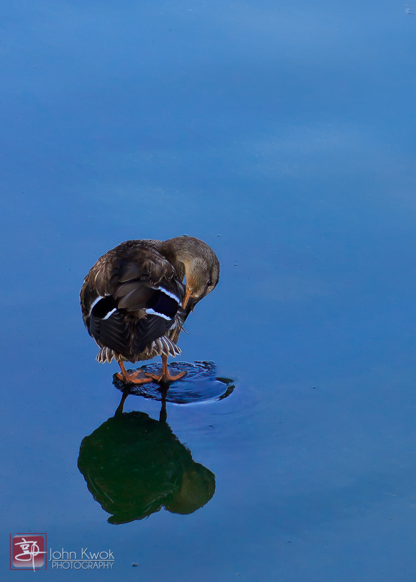 Canon EOS 50D sample photo. Img photography