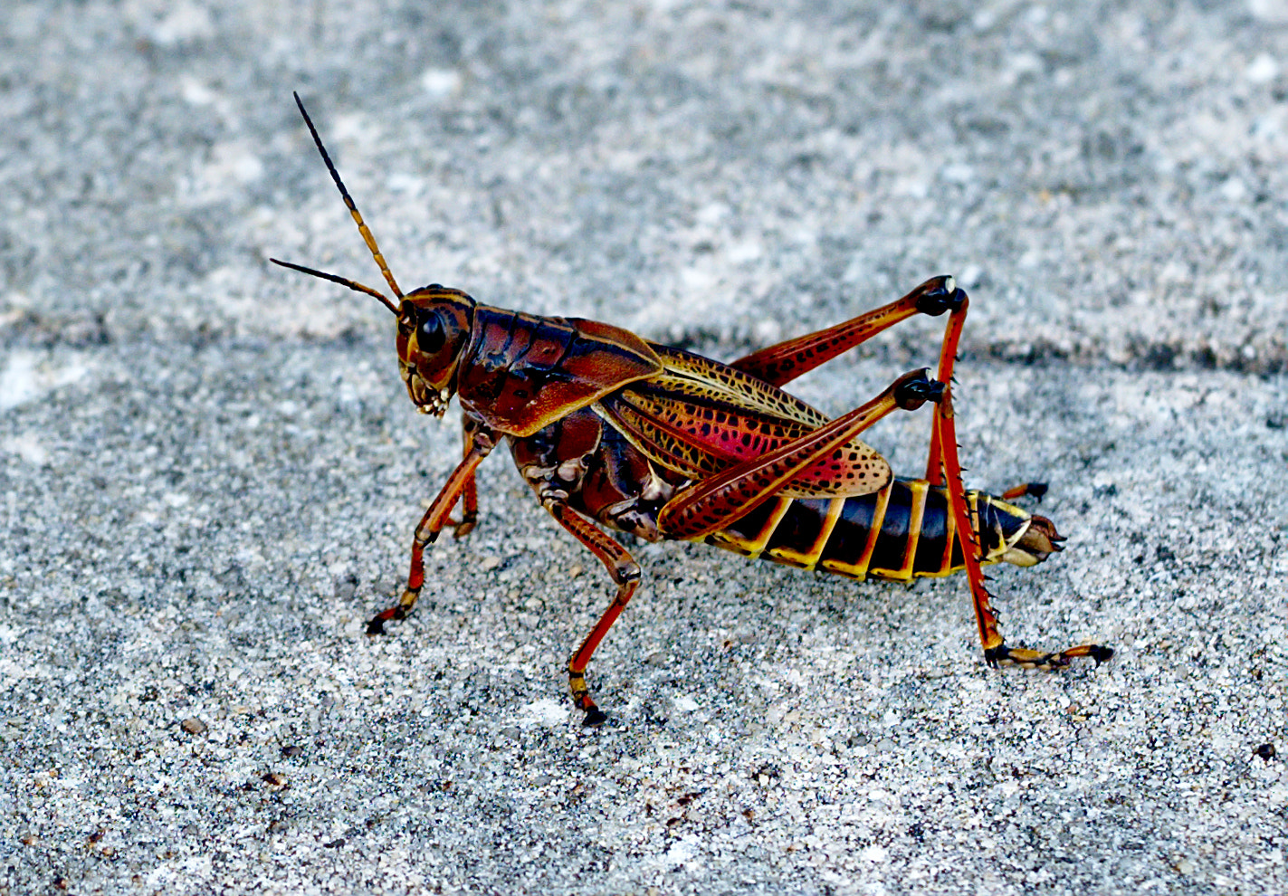 Nikon D810 + Manual Lens No CPU sample photo. Eastern lubber grasshopper or romalea guttata photography