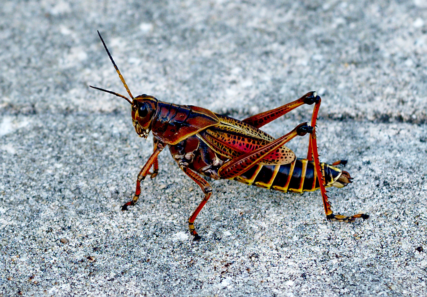 Manual Lens No CPU sample photo. Eastern lubber grasshopper or romalea guttata photography