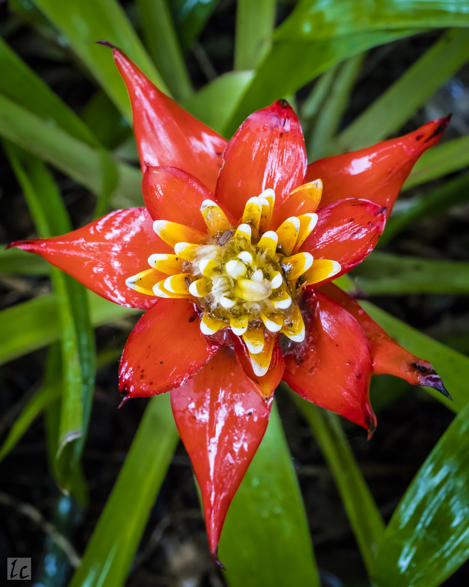 Canon EF 50mm F2.5 Macro sample photo. Red tropical flower photography