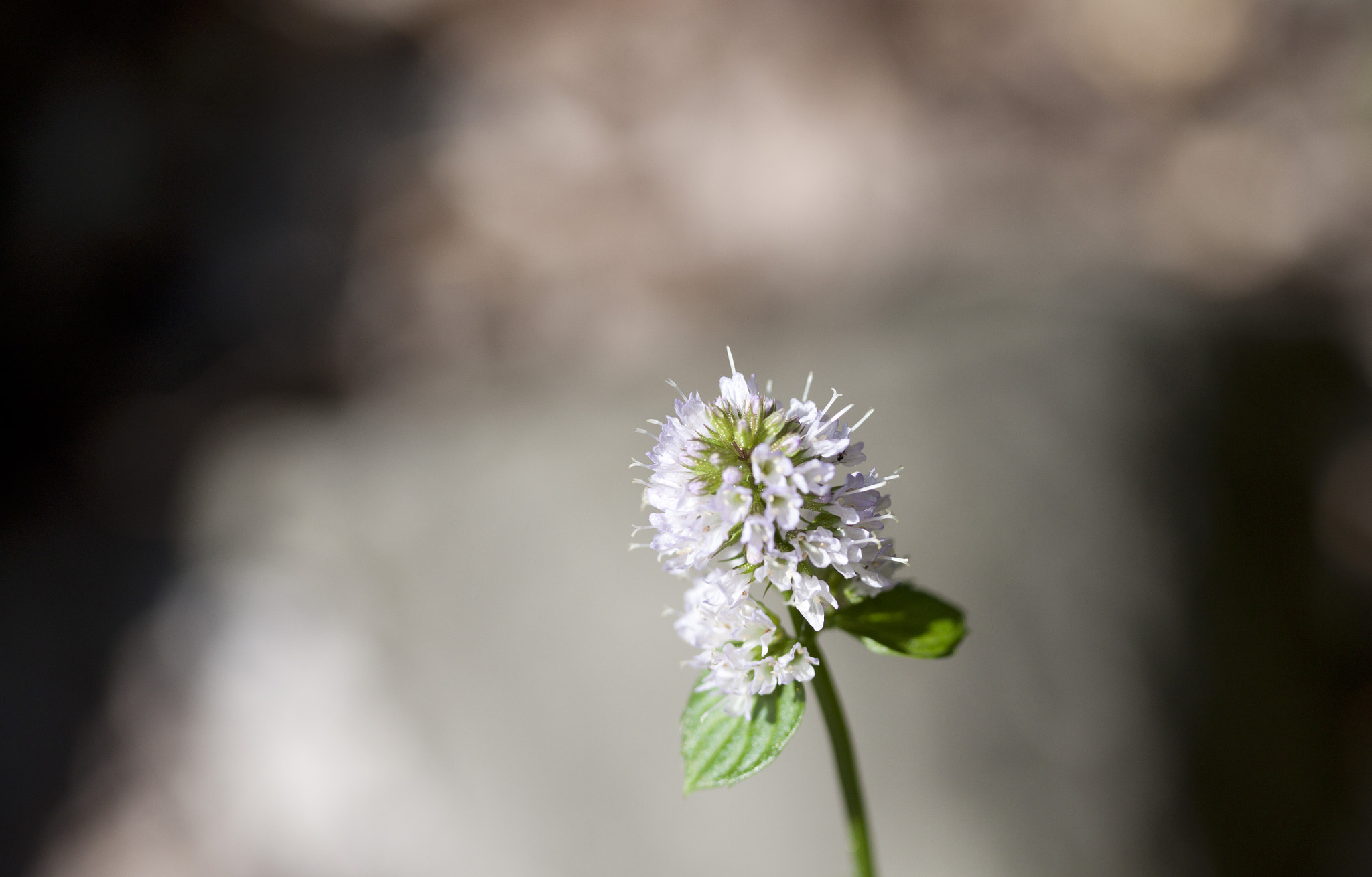 Canon EF-S 60mm F2.8 Macro USM sample photo. Flower photography