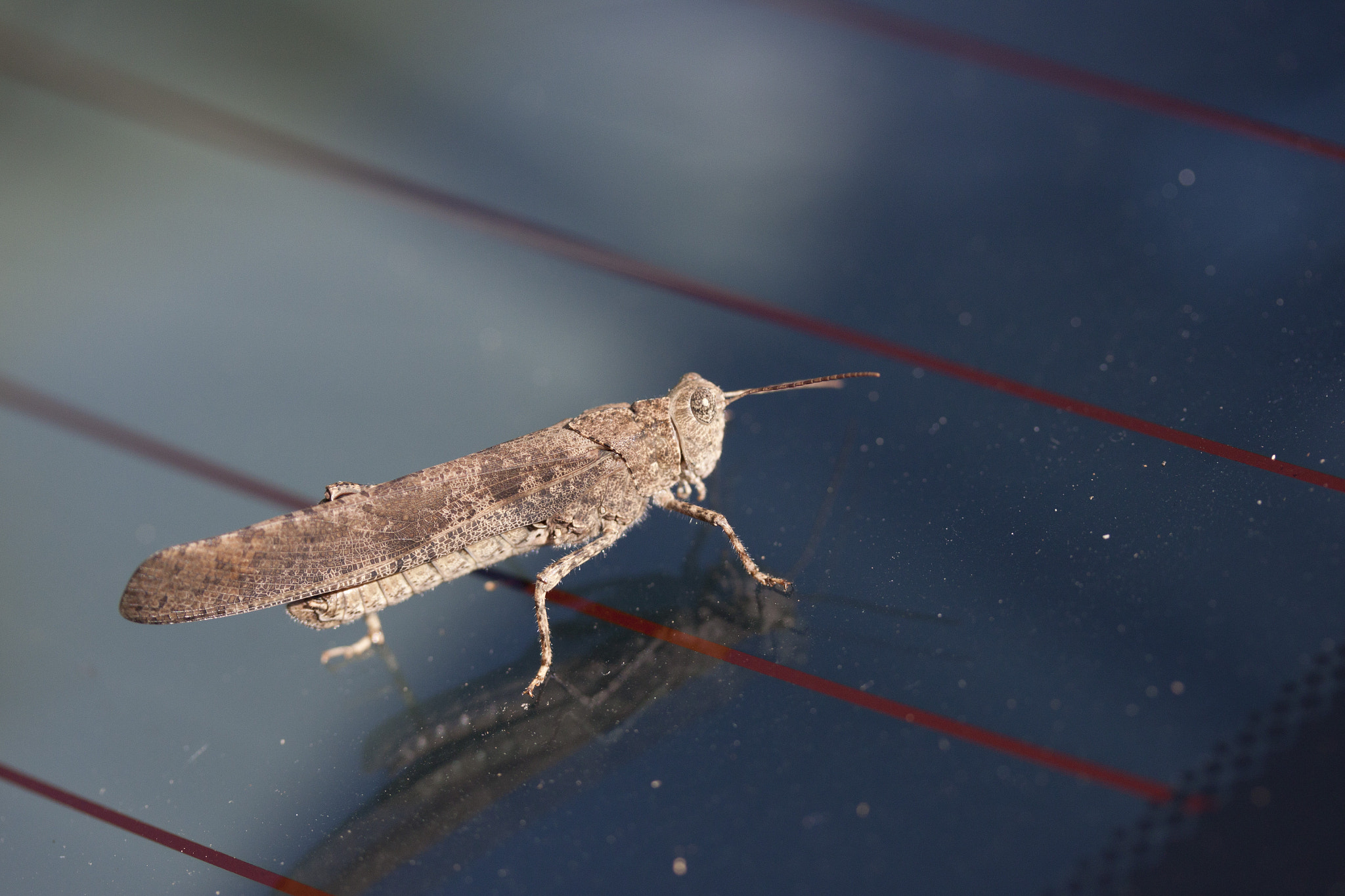 Canon EF-S 60mm F2.8 Macro USM sample photo. Grasshopper photography