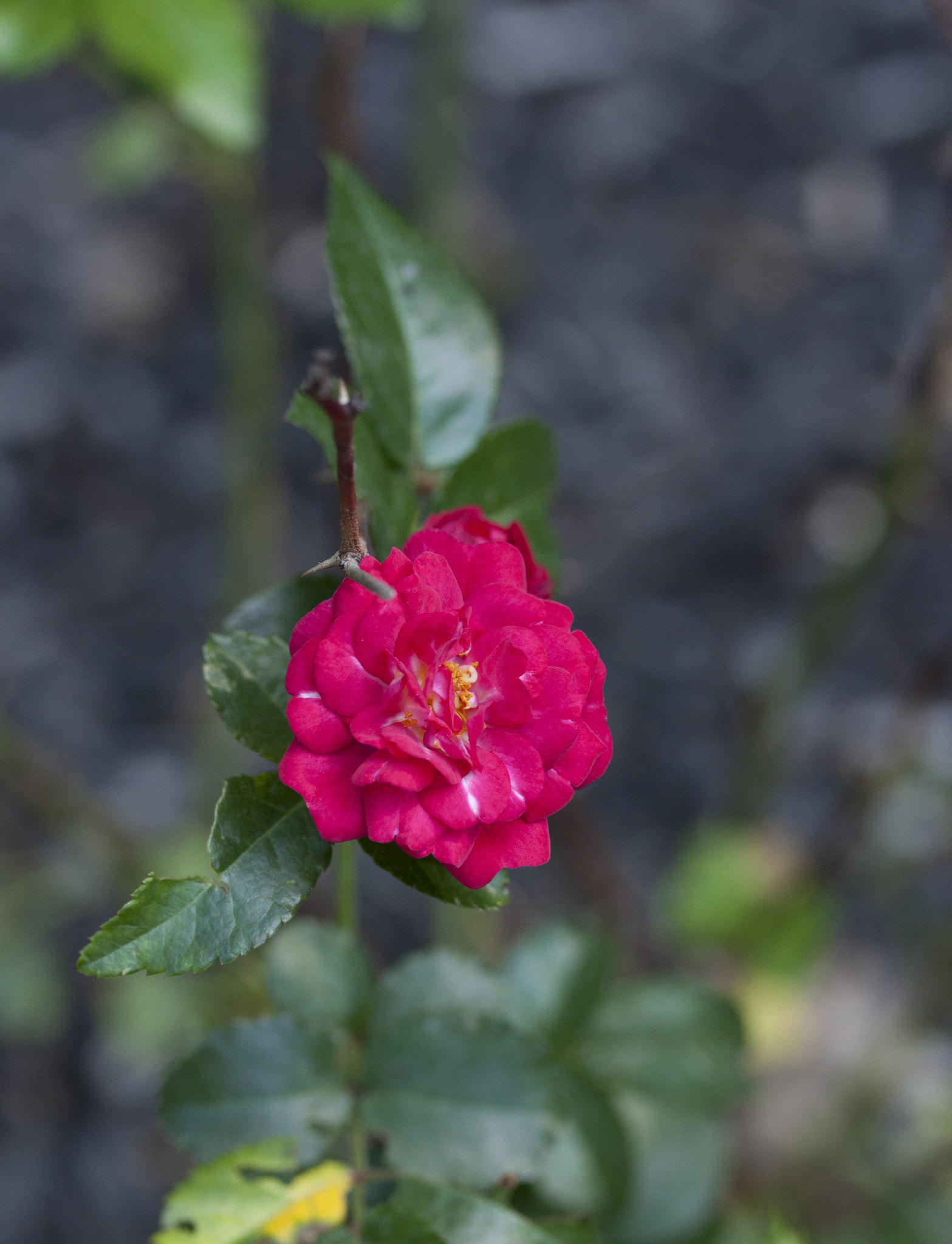 Canon EF-S 60mm F2.8 Macro USM sample photo. Flower photography