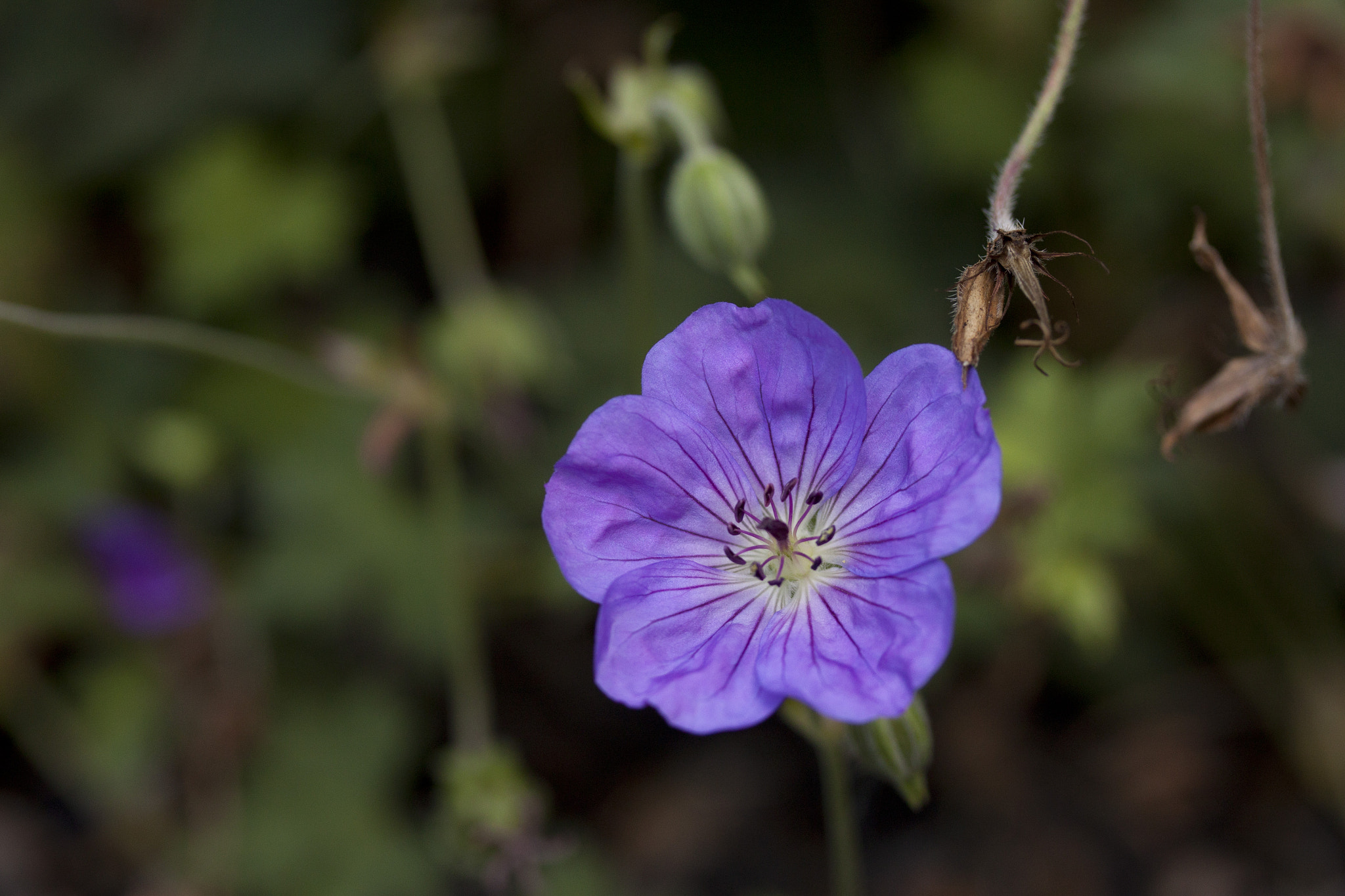 Canon EF-S 60mm F2.8 Macro USM sample photo. Flower photography
