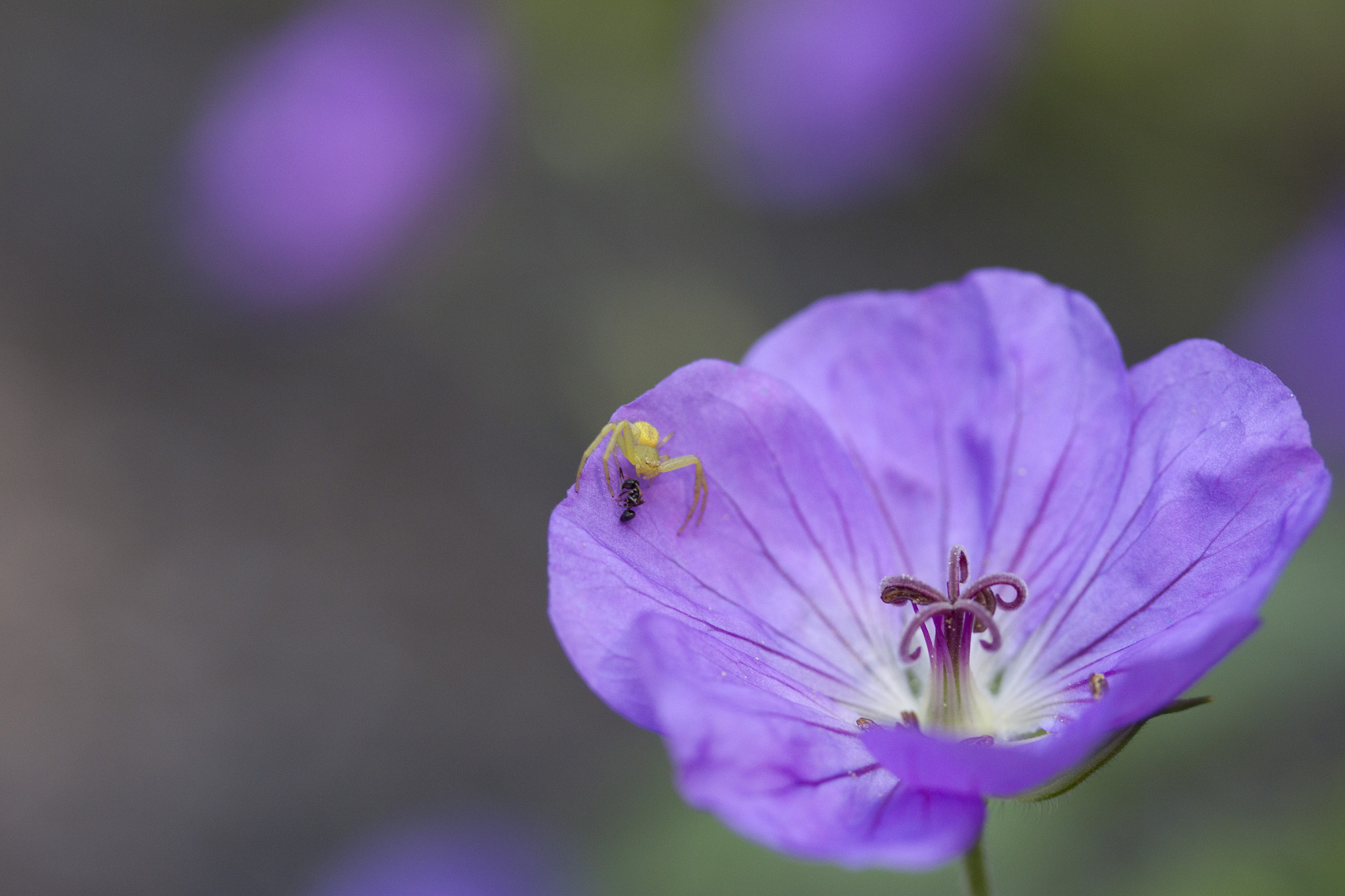Canon EF-S 60mm F2.8 Macro USM sample photo. Flower & spider photography
