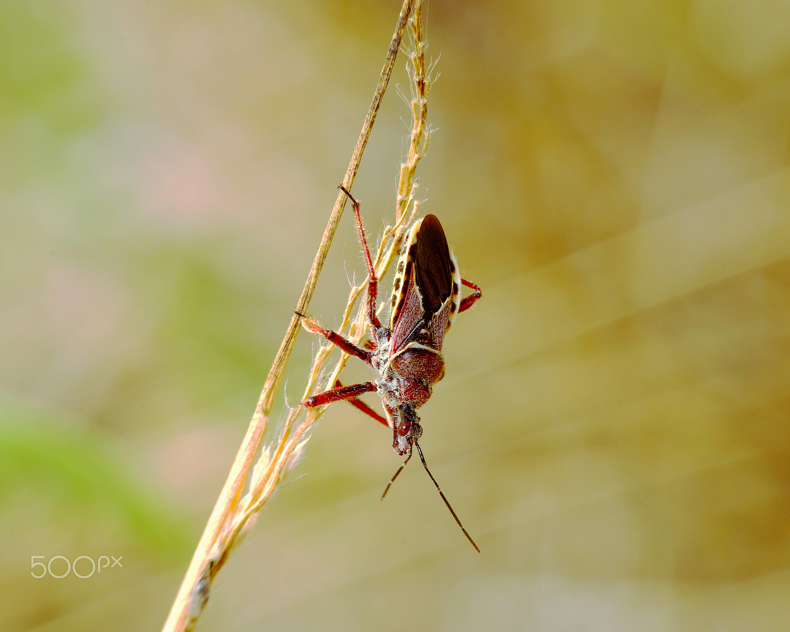 smc PENTAX-DA L 55-300mmF4-5.8ED sample photo. Upside down photography