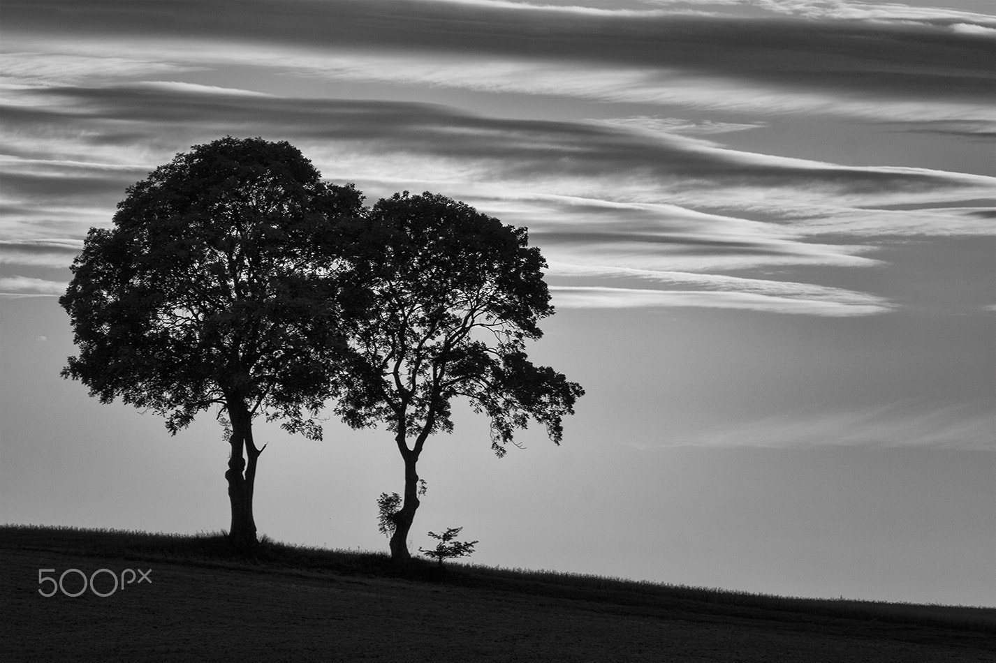Canon EOS 50D sample photo. Tree photography