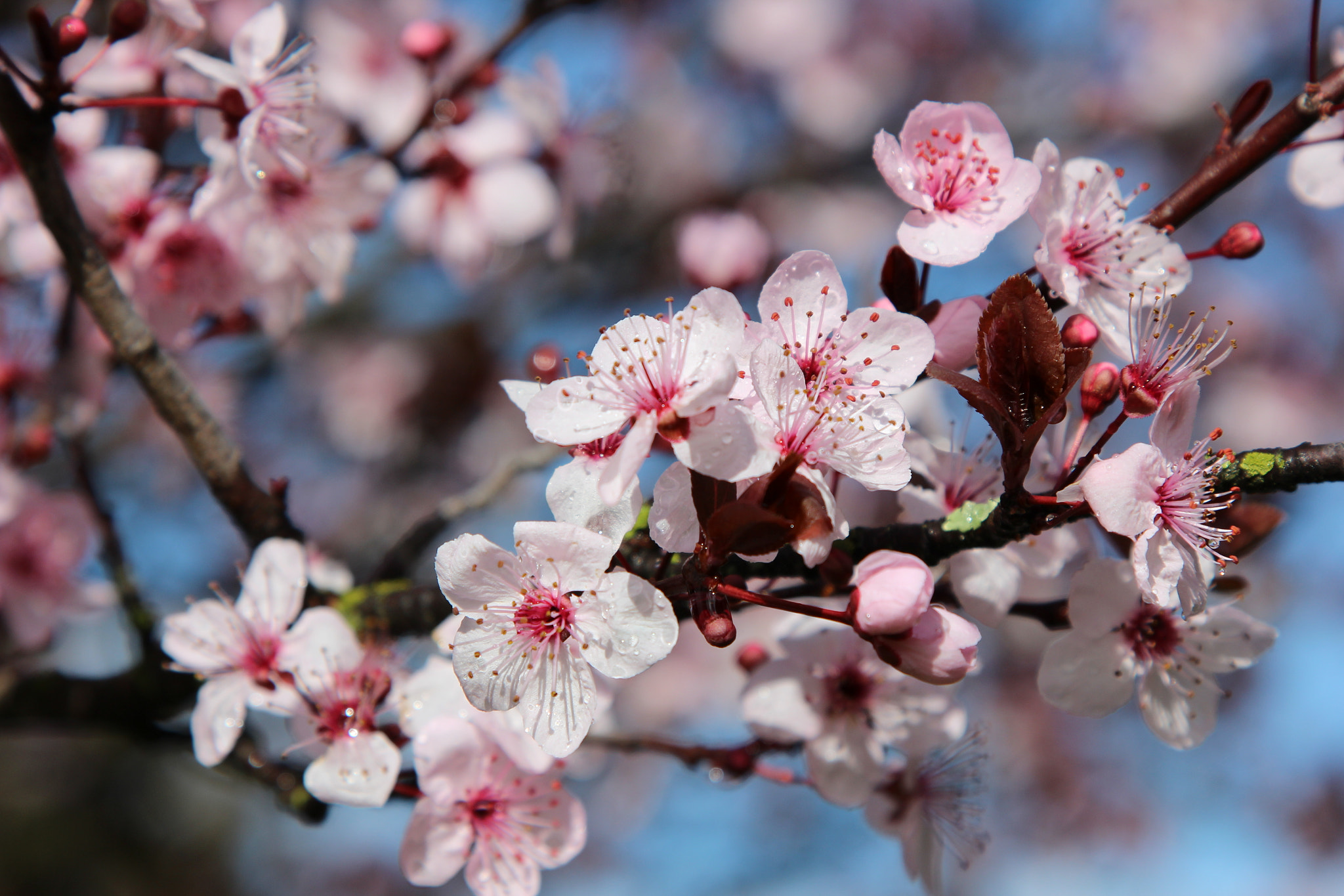 Canon EOS 600D (Rebel EOS T3i / EOS Kiss X5) sample photo. Springtime at last, well nearly photography