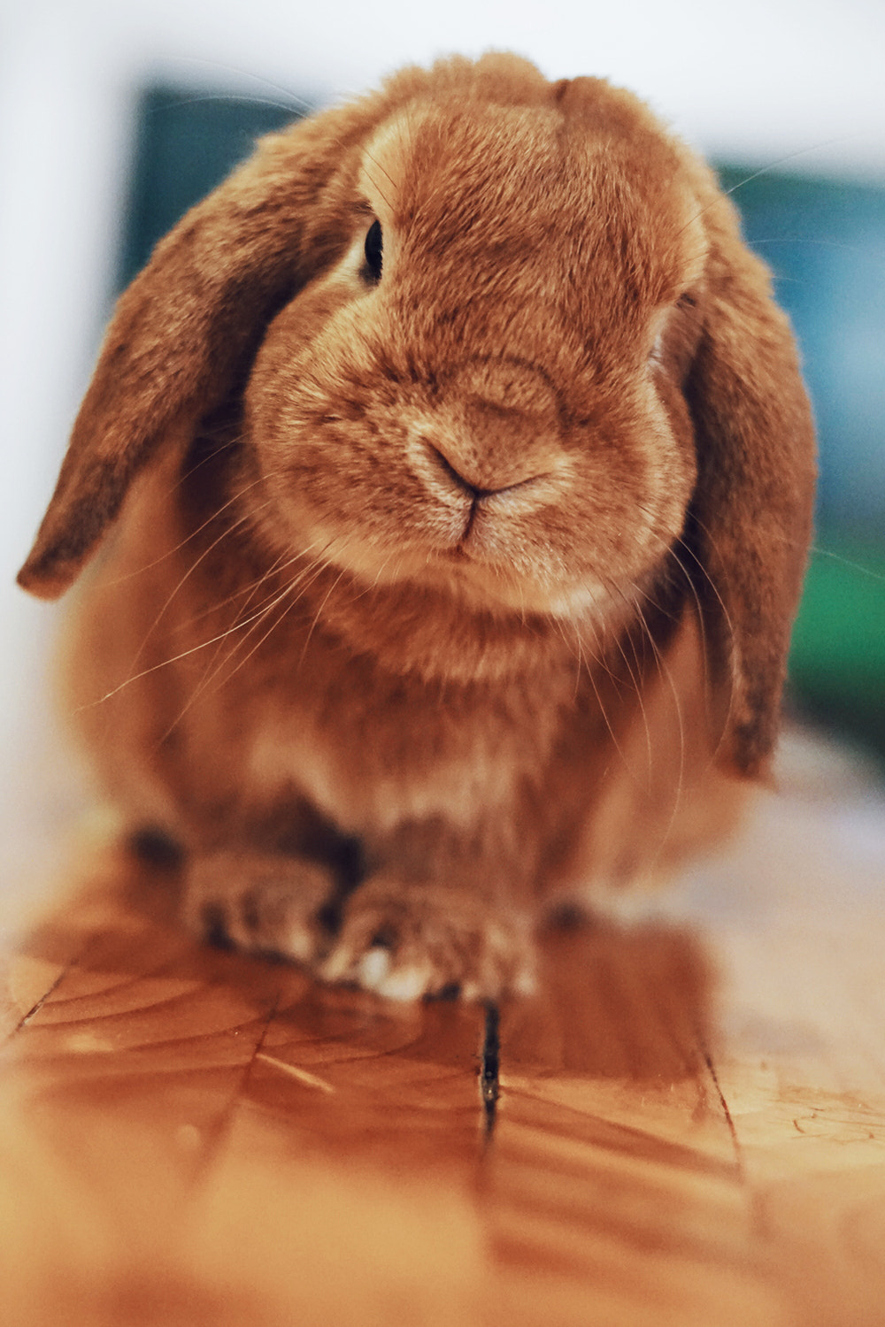 Sony ILCA-77M2 sample photo. Happy the rabbit photography