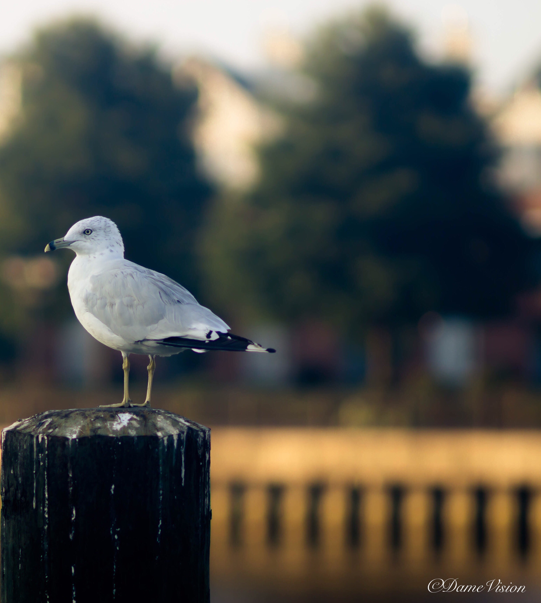 Canon EOS 100D (EOS Rebel SL1 / EOS Kiss X7) + Canon EF 100mm F2.0 USM sample photo. I want to be free photography