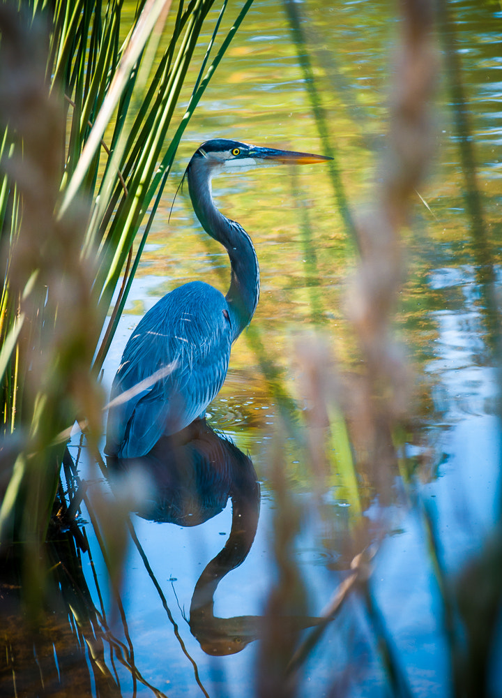Nikon AF-S Nikkor 70-200mm F2.8G ED VR II sample photo. Heron photography
