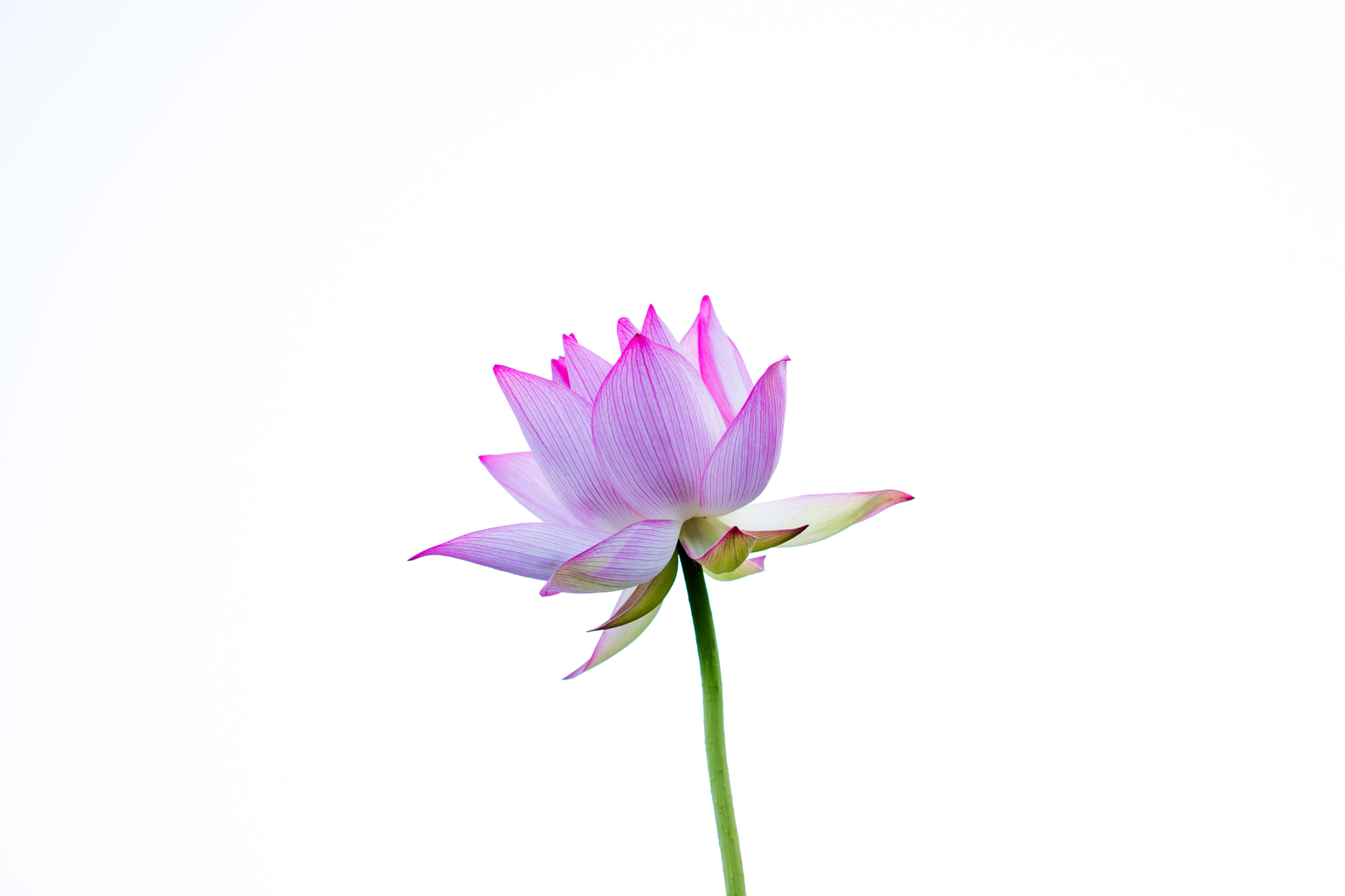 Canon EF 100mm F2.8L Macro IS USM sample photo. Lotus in the light photography