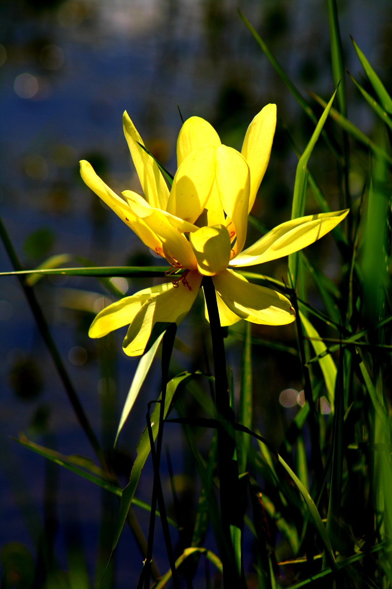 Canon EOS 1000D (EOS Digital Rebel XS / EOS Kiss F) sample photo. Yellow photography