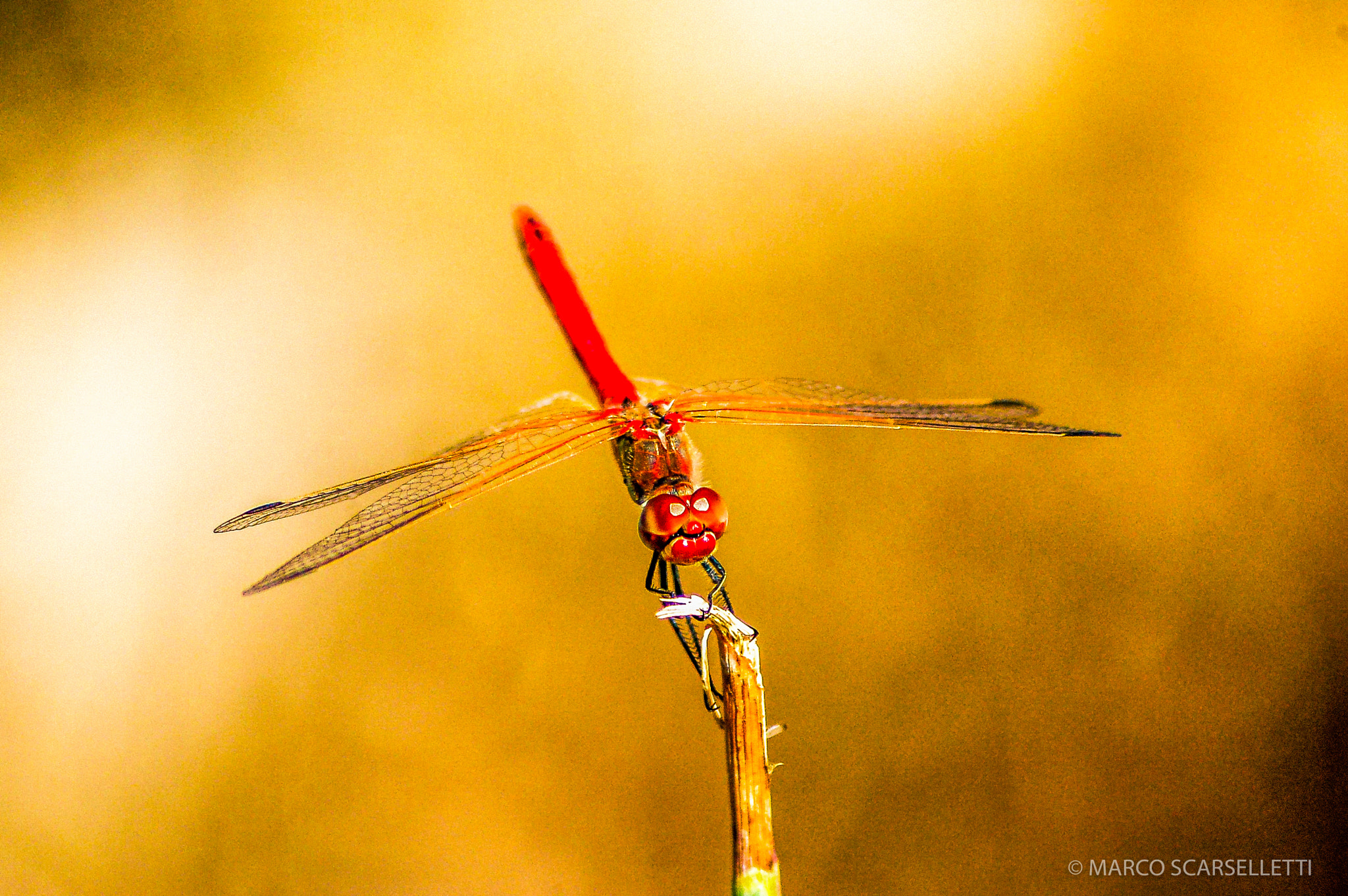 Nikon D50 sample photo. Dragonfly photography