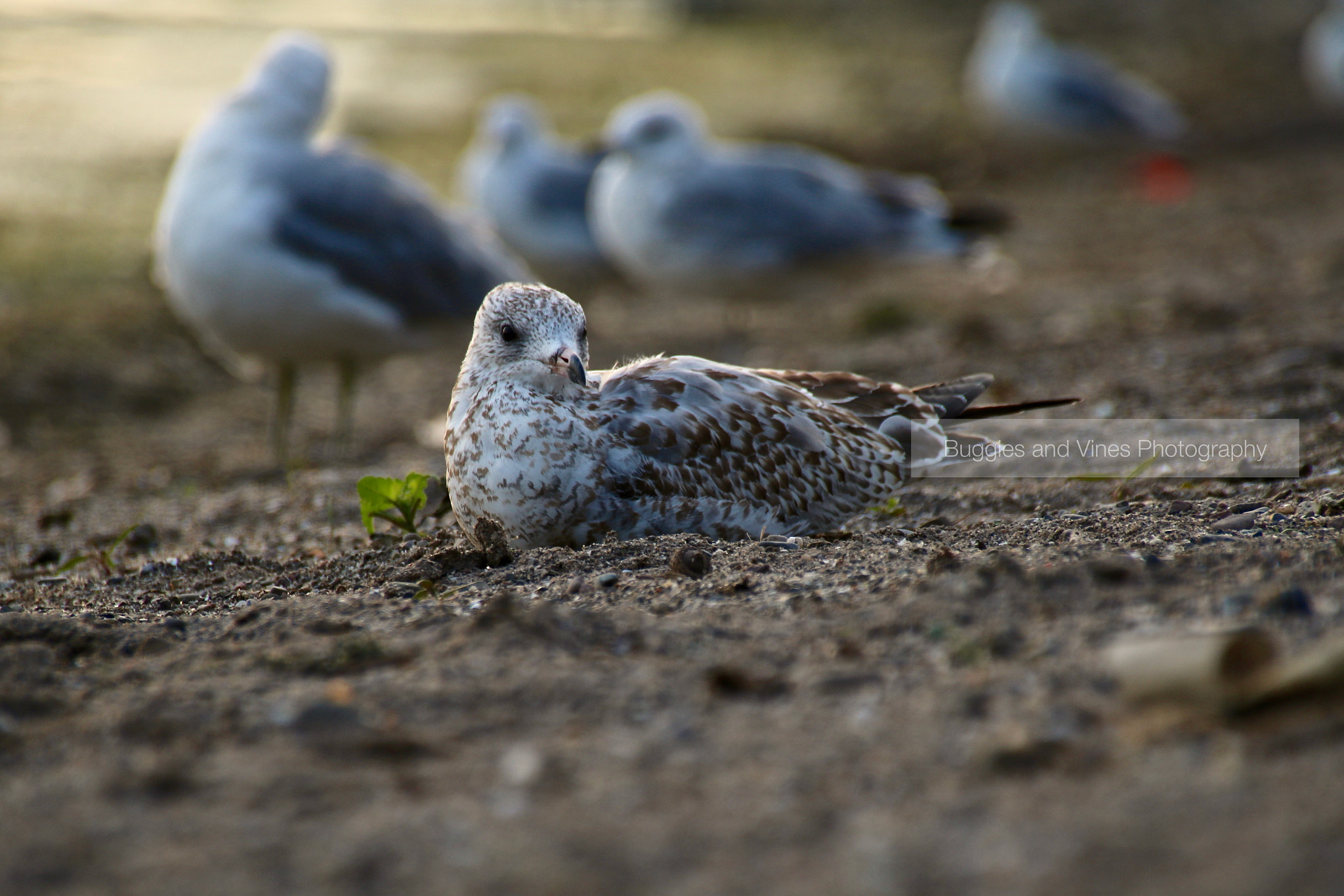 Sigma 18-250mm F3.5-6.3 DC OS HSM sample photo. Seagull chilling photography