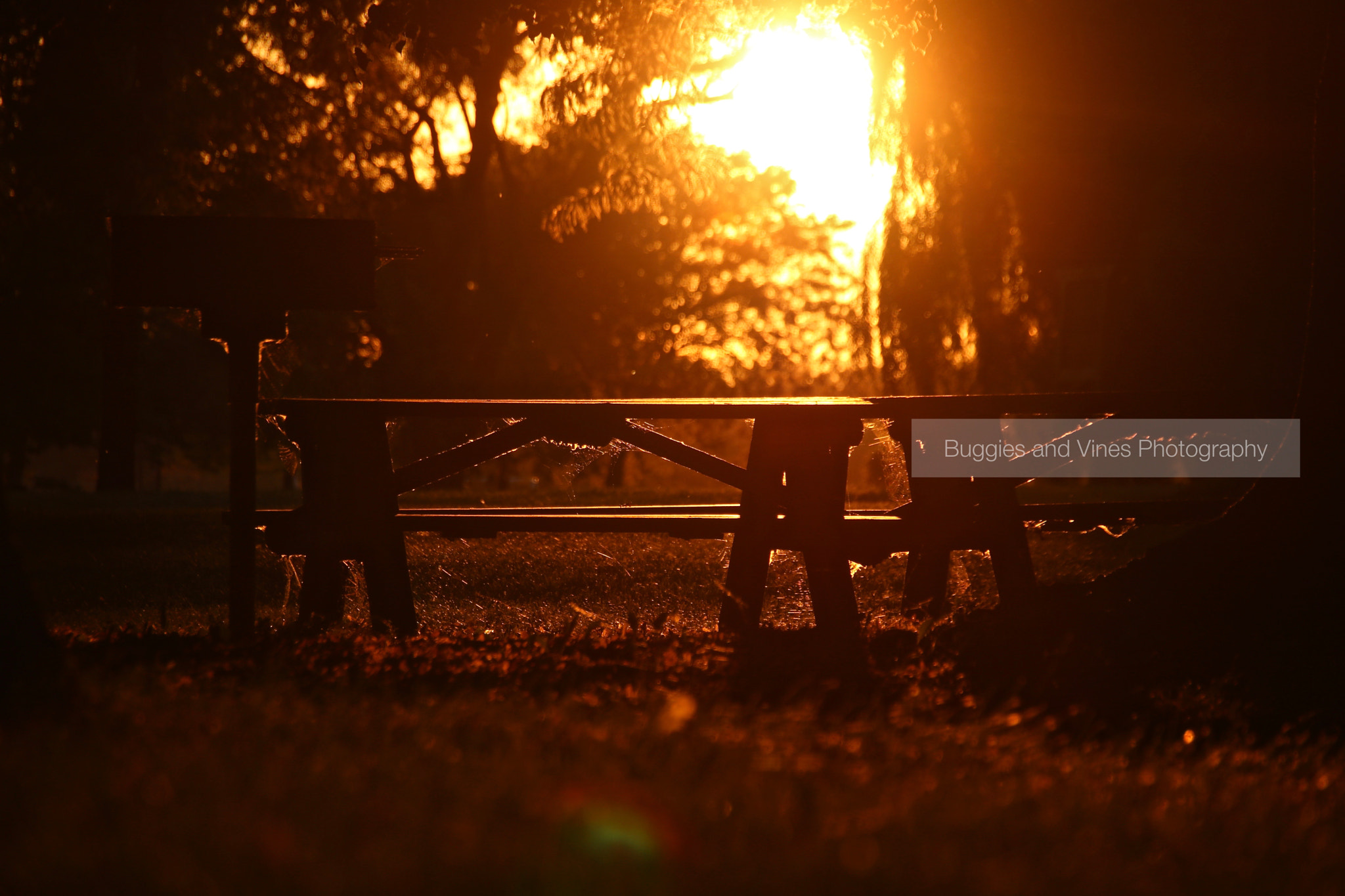 Sigma 18-250mm F3.5-6.3 DC OS HSM sample photo. Afternoon picnic photography