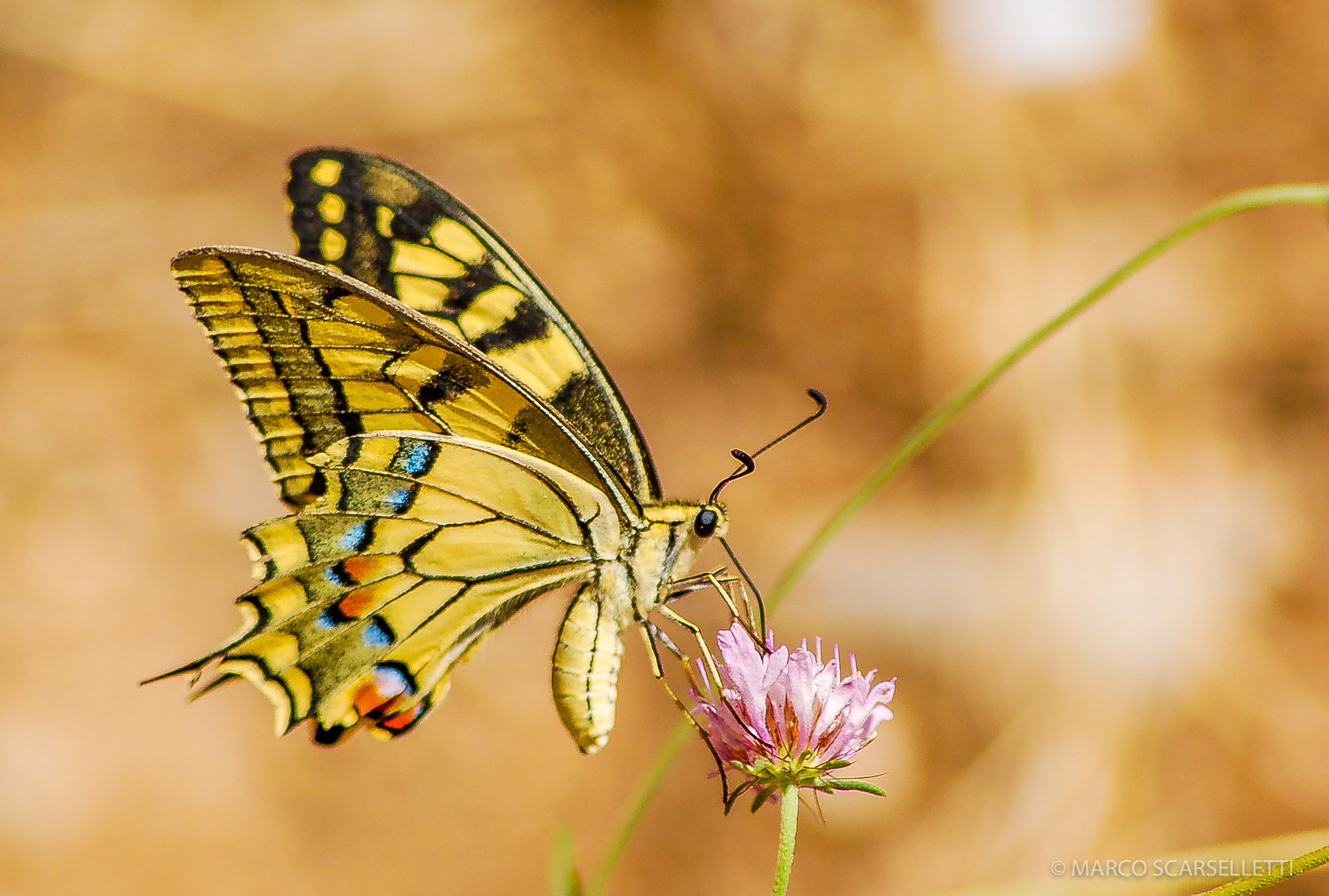 Nikon D50 sample photo. A common butterfly photography