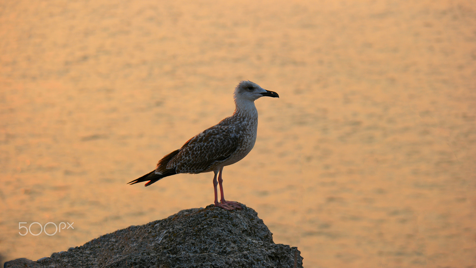 Samsung NX500 + NX 50-200mm F4-5.6 sample photo. Seagull relaxing on rock sea coast at sunset photography