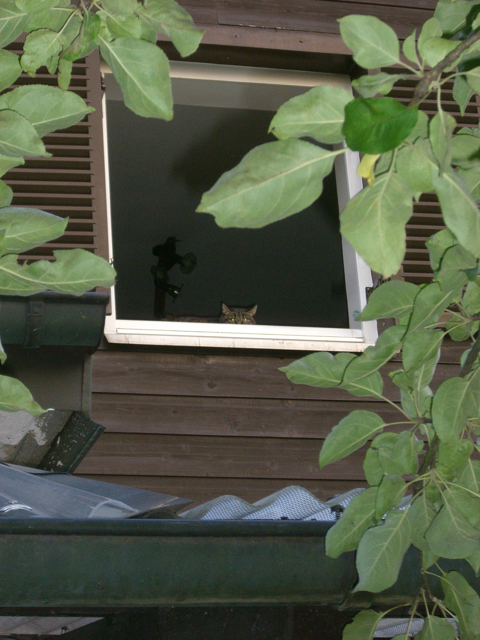 CASIO EX-S600 sample photo. There will always be a cat watching photography