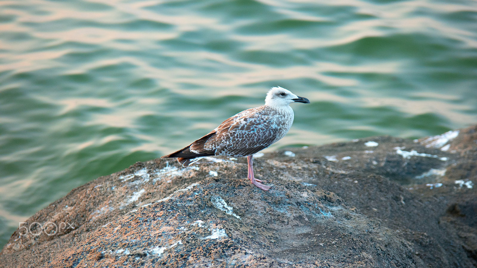 Samsung NX500 + Samsung NX 50-200mm F4-5.6 ED OIS sample photo. Seagull standing on rock side view in front of green sea water photography