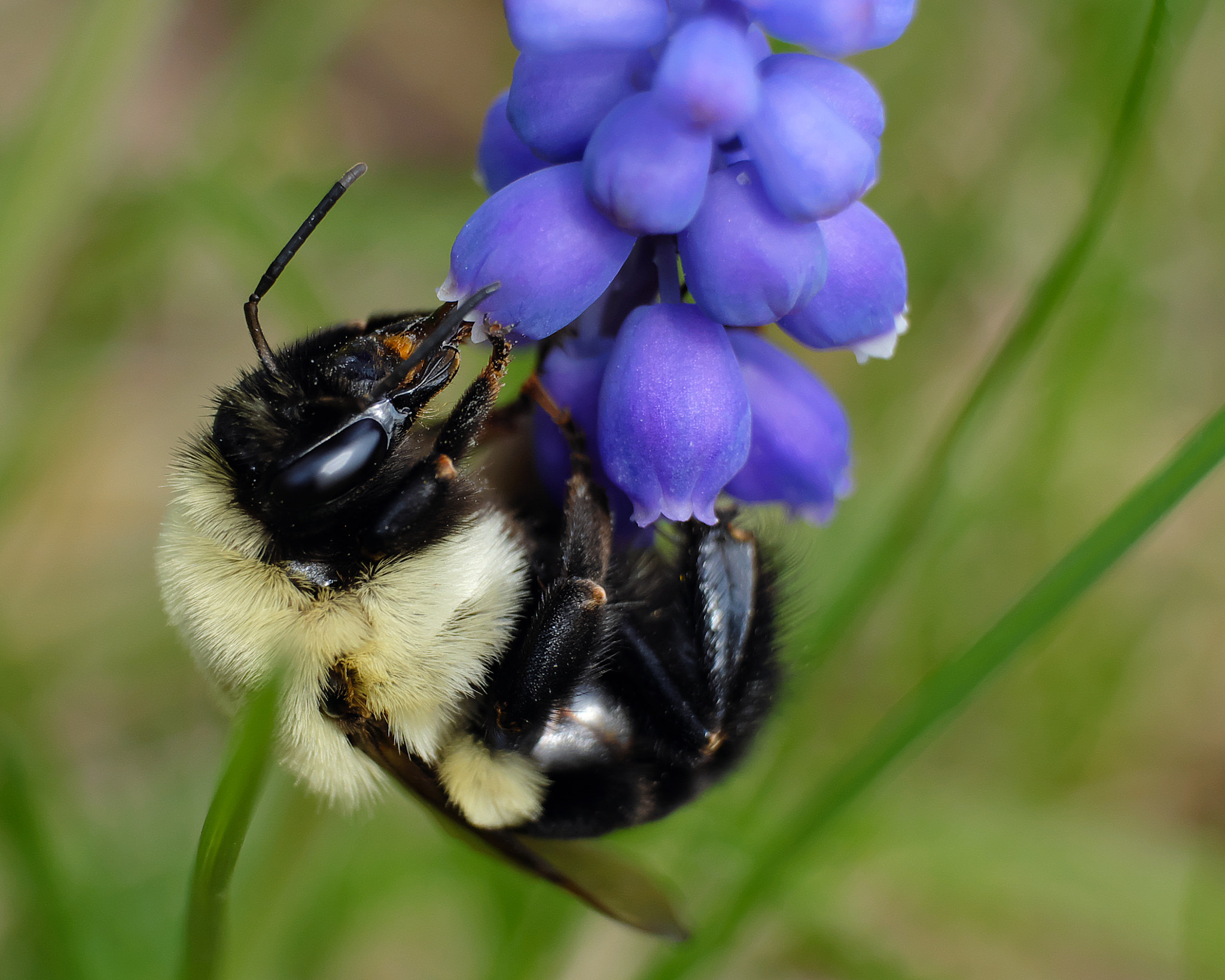 Fujifilm X-A1 + Fujifilm XF 55-200mm F3.5-4.8 R LM OIS sample photo. Bee 2016.04.24 photography