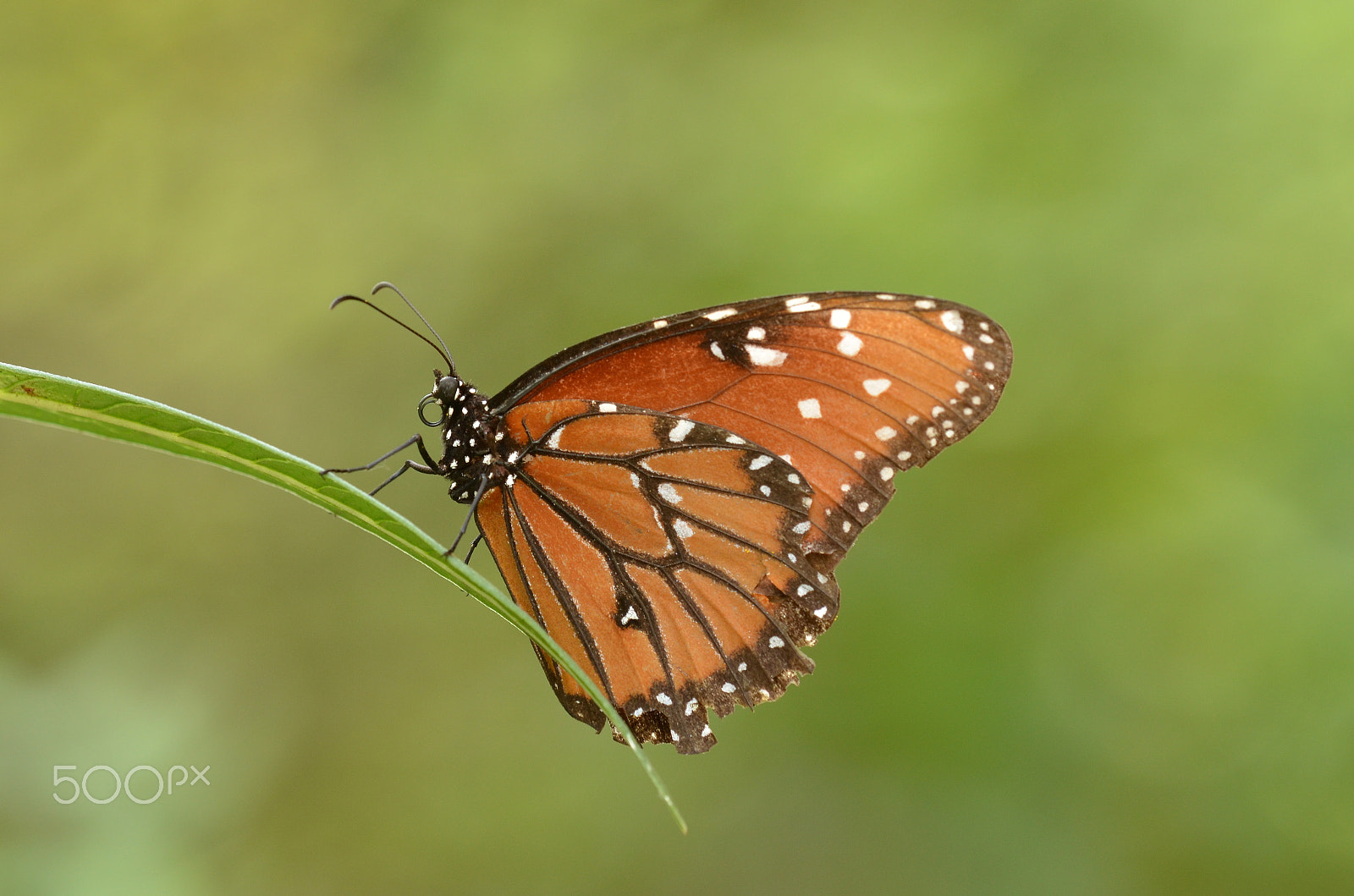 Tamron SP AF 180mm F3.5 Di LD (IF) Macro sample photo. Monarch.. photography