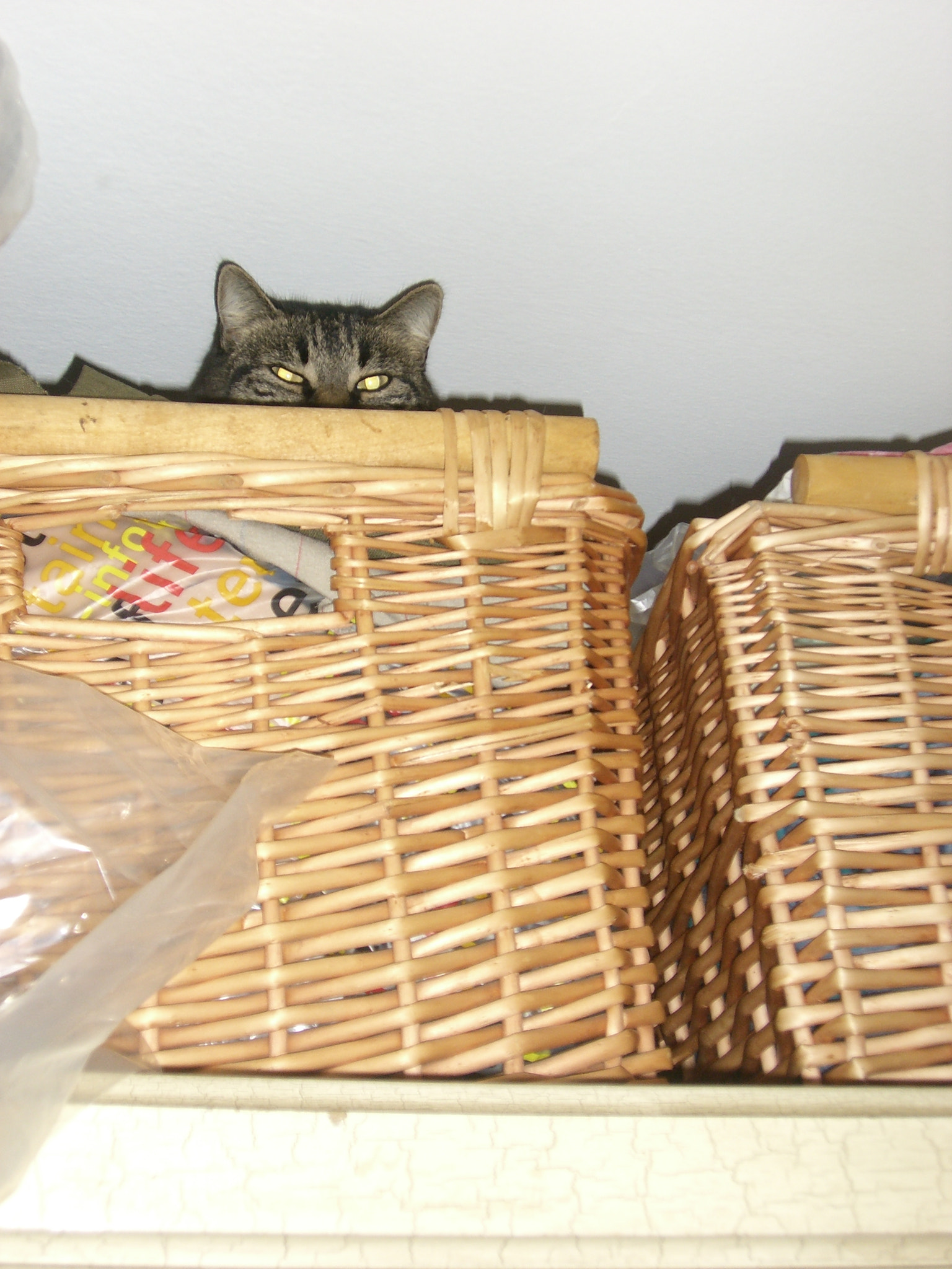 CASIO EX-S600 sample photo. There will always be a cat watching #2 photography